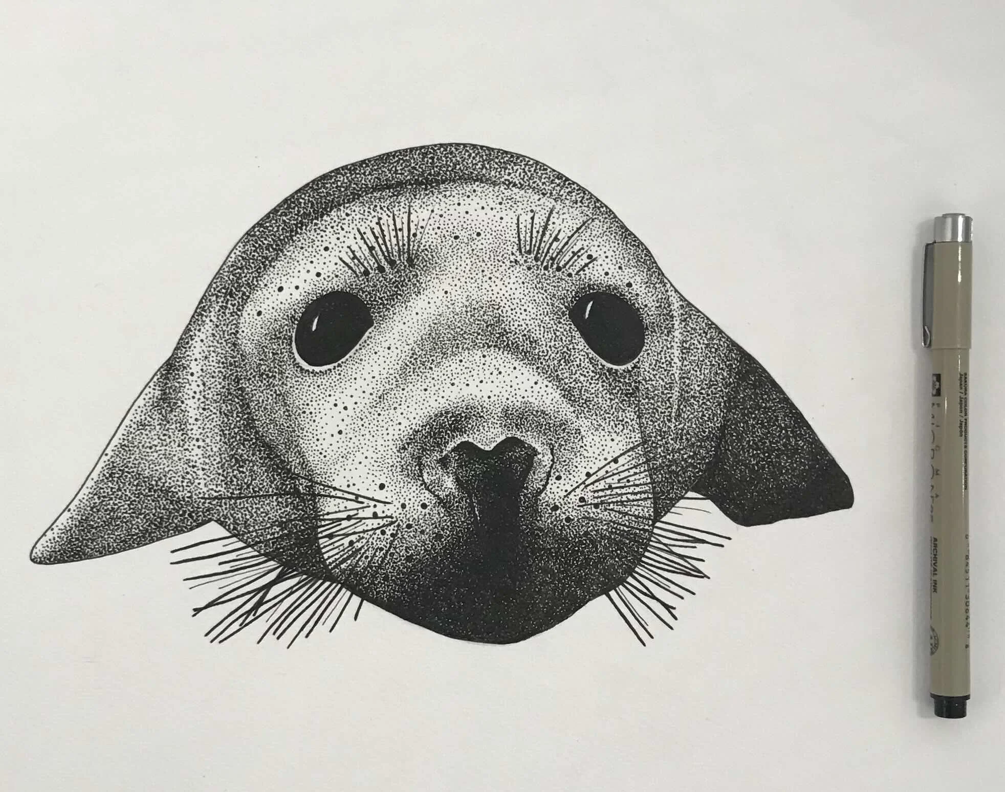 Seal pup © Lissy Marsh