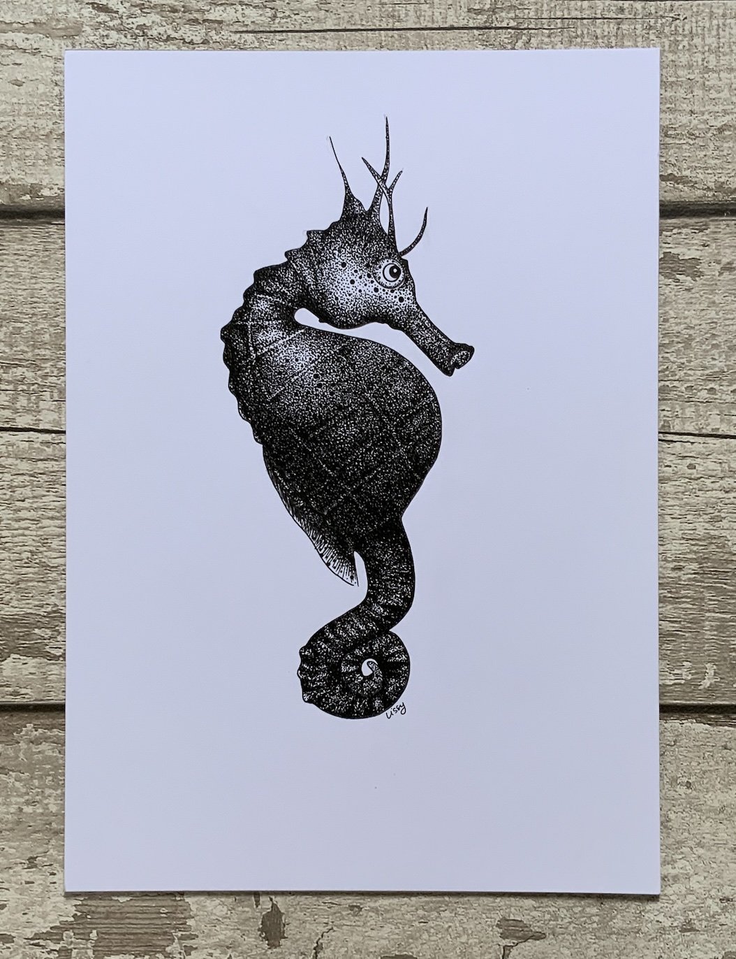 Male seahorse © Lissy Marsh