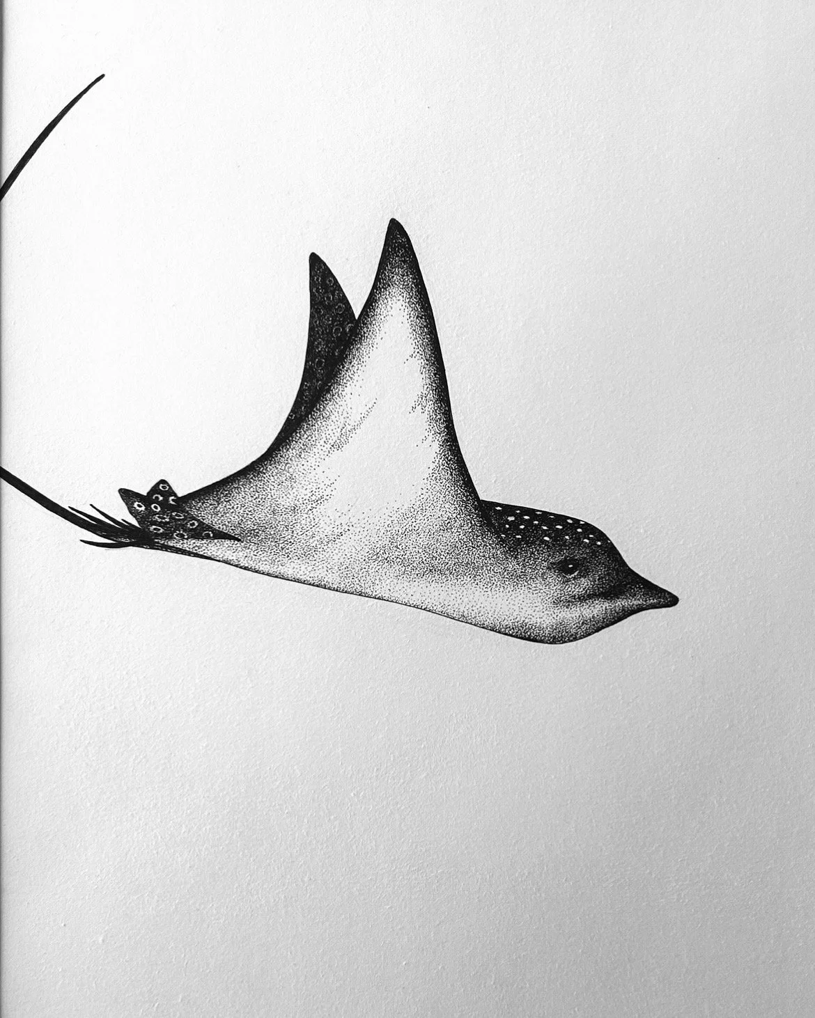 Eagle Ray, Maldives pen and ink.jpg