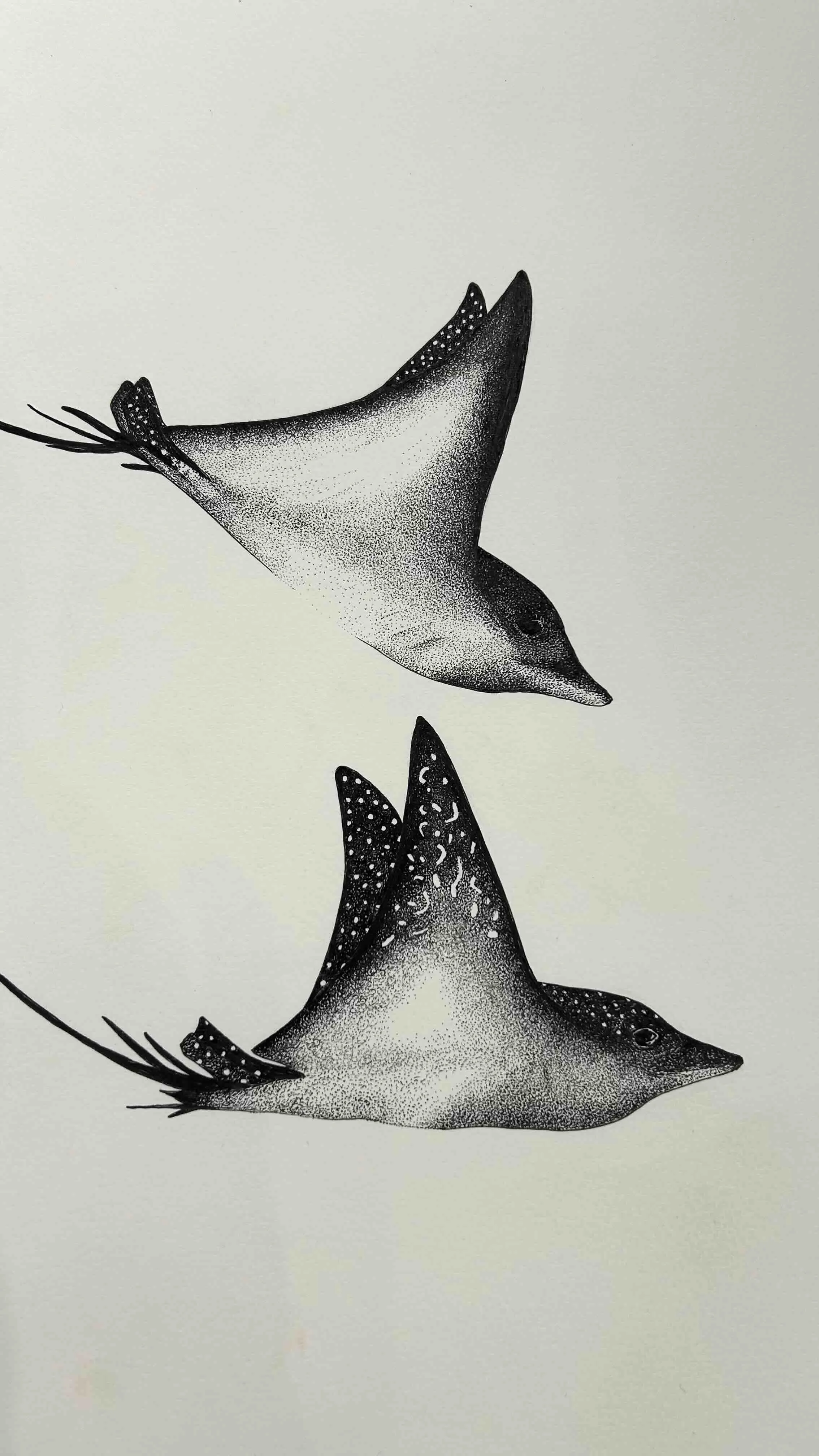 Rays in flight pen and ink.jpg