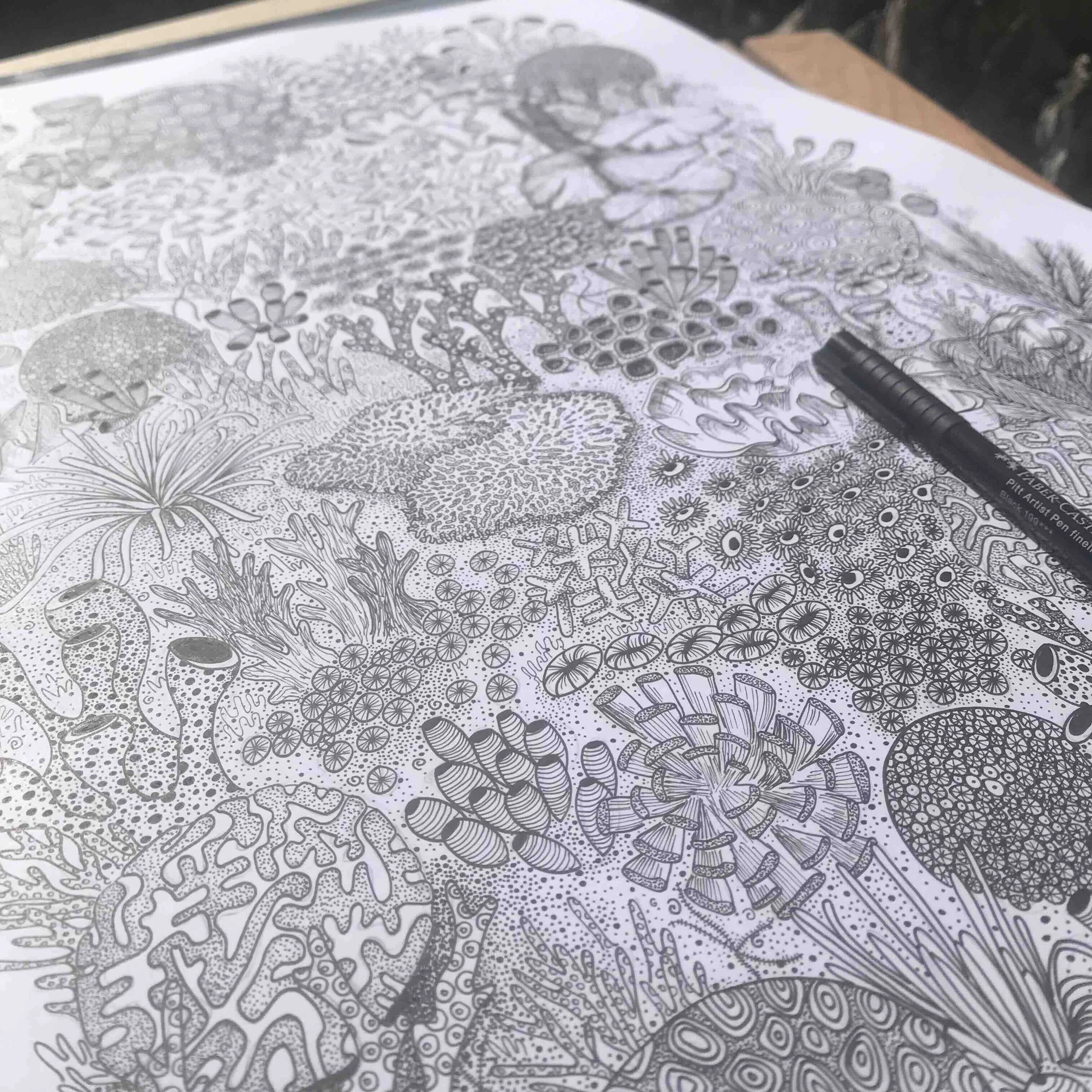 ©Lissy-Marsh-coral-belize-detail