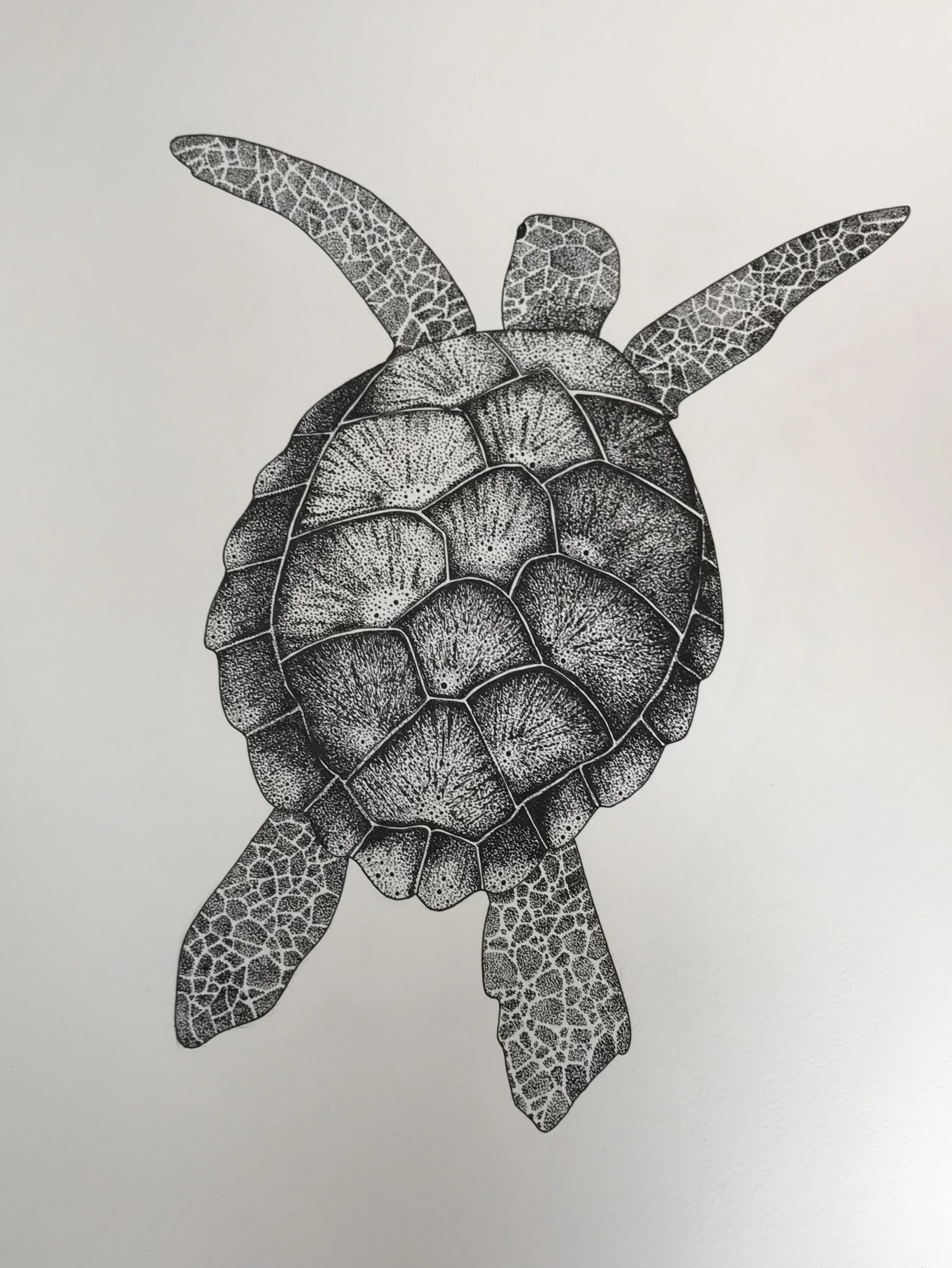 ©Lissy-Marsh-Hawksbill-Turtle