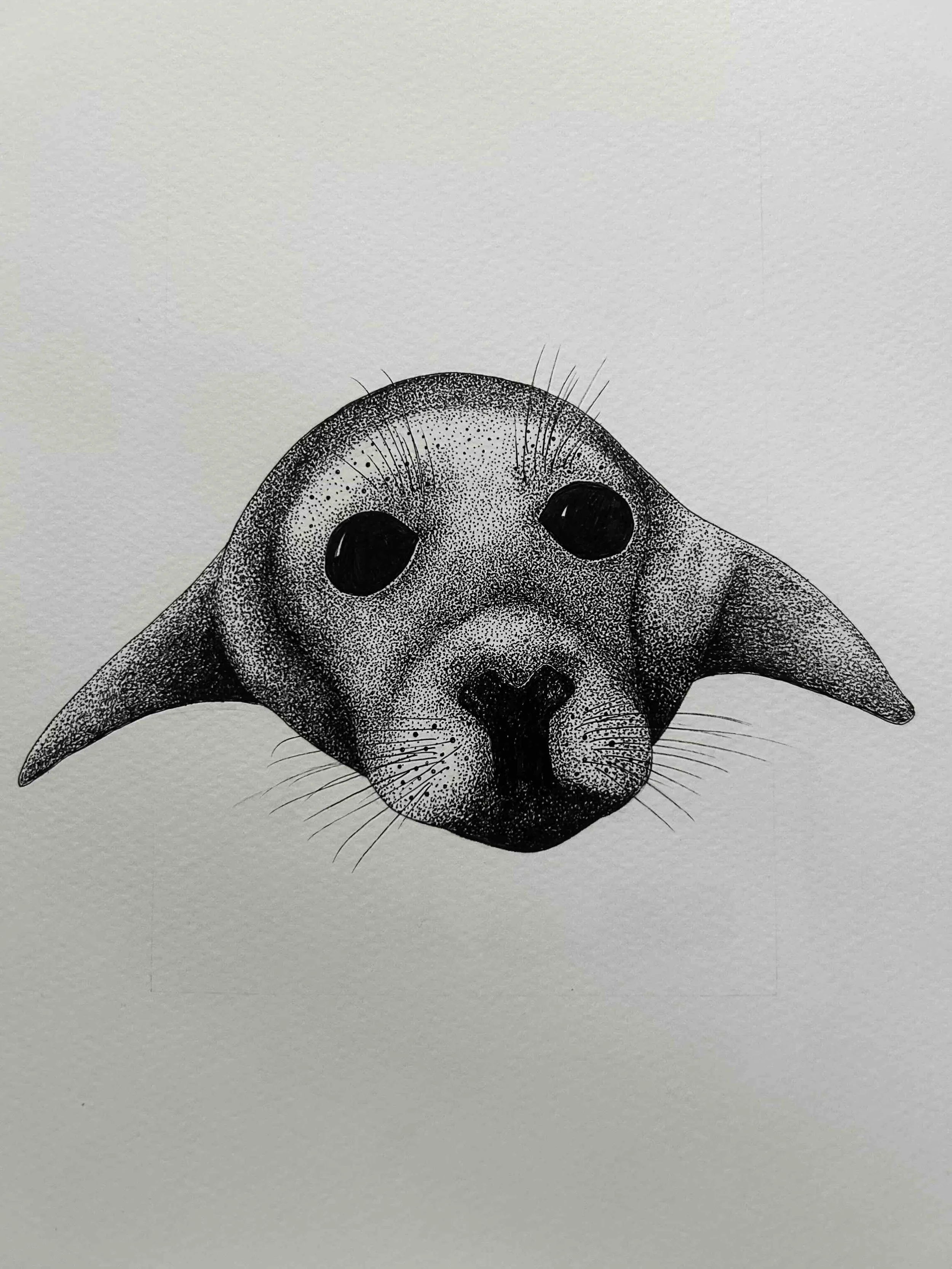 Seal pup pen and ink © Lissy Marsh