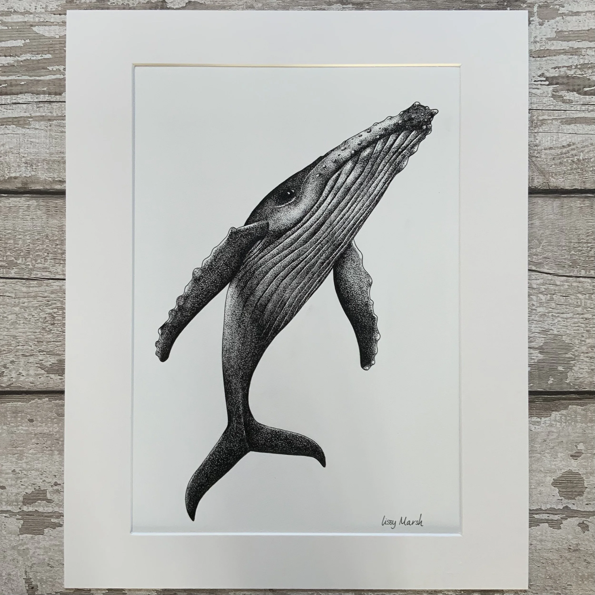 ©Lissy-Marsh-Humpback-Whale