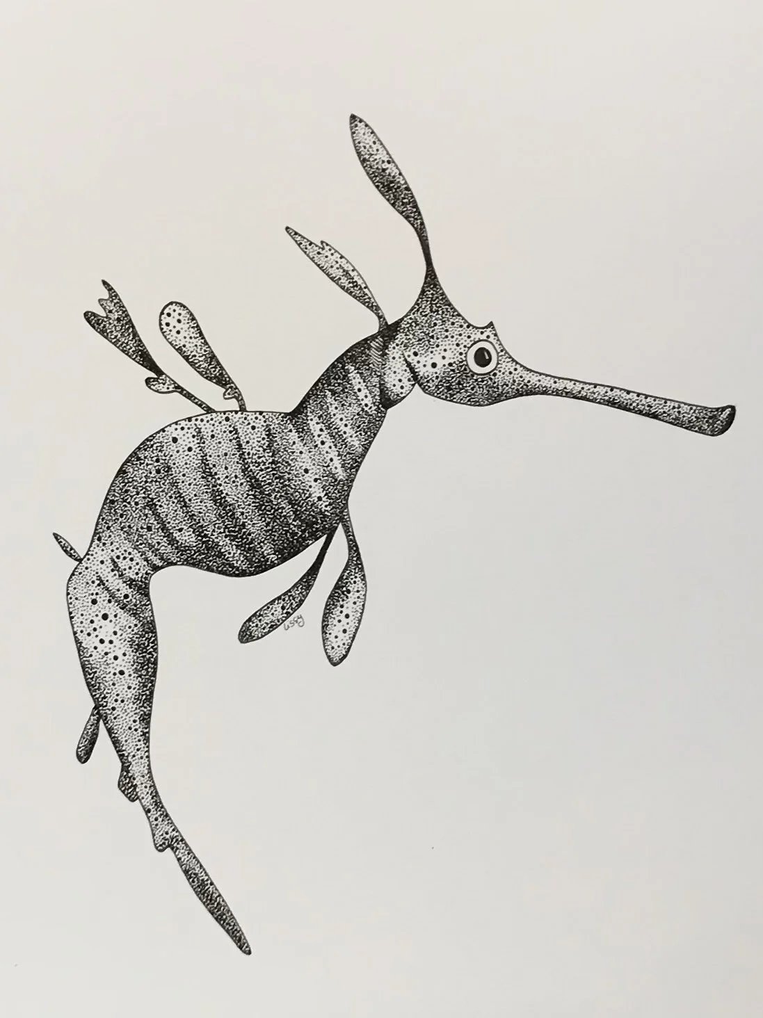 ©Lissy-Marsh-Weedy-Sea-Dragon