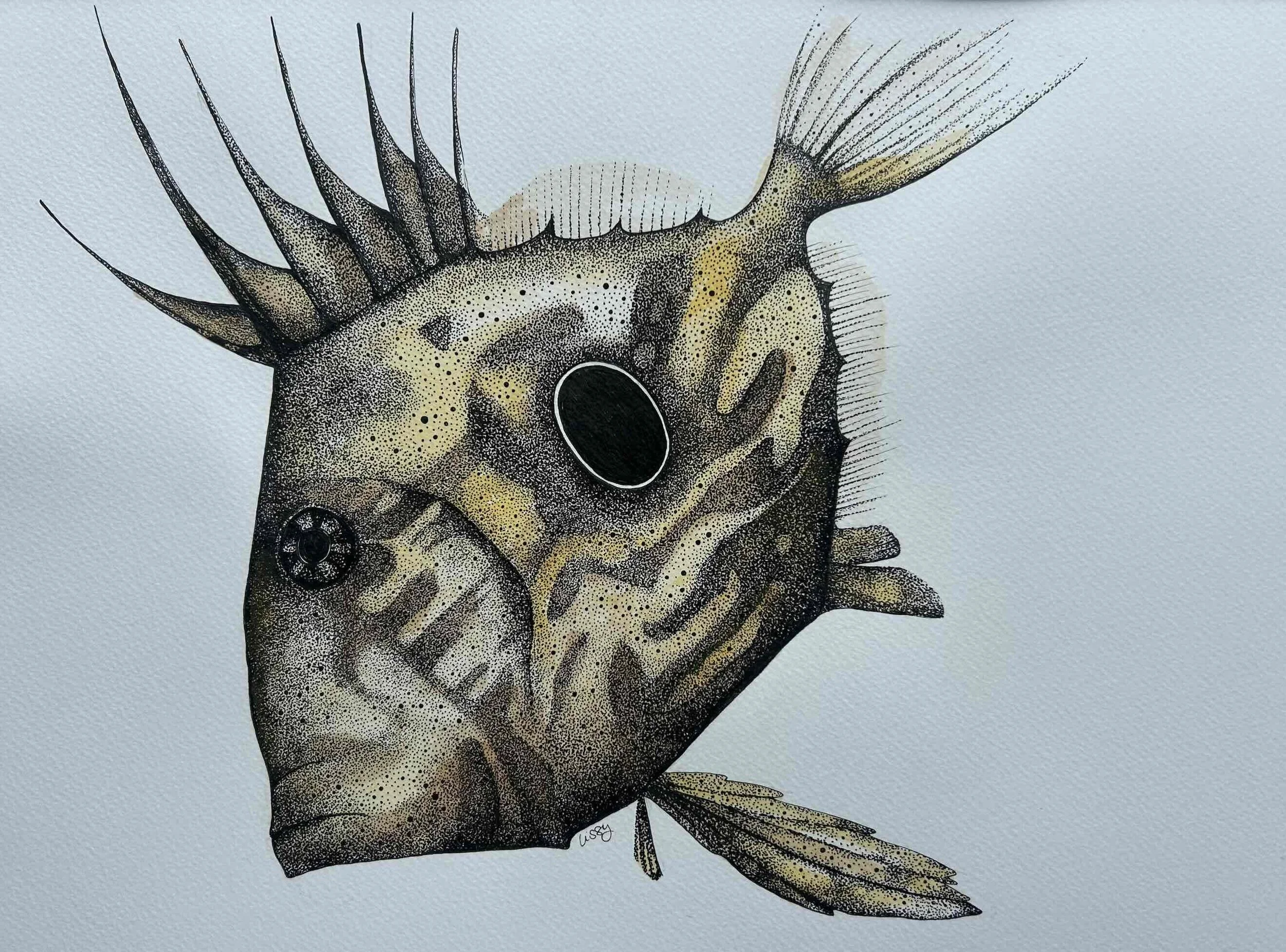 John Dory fish pen and ink by Lissy Marsh.jpg