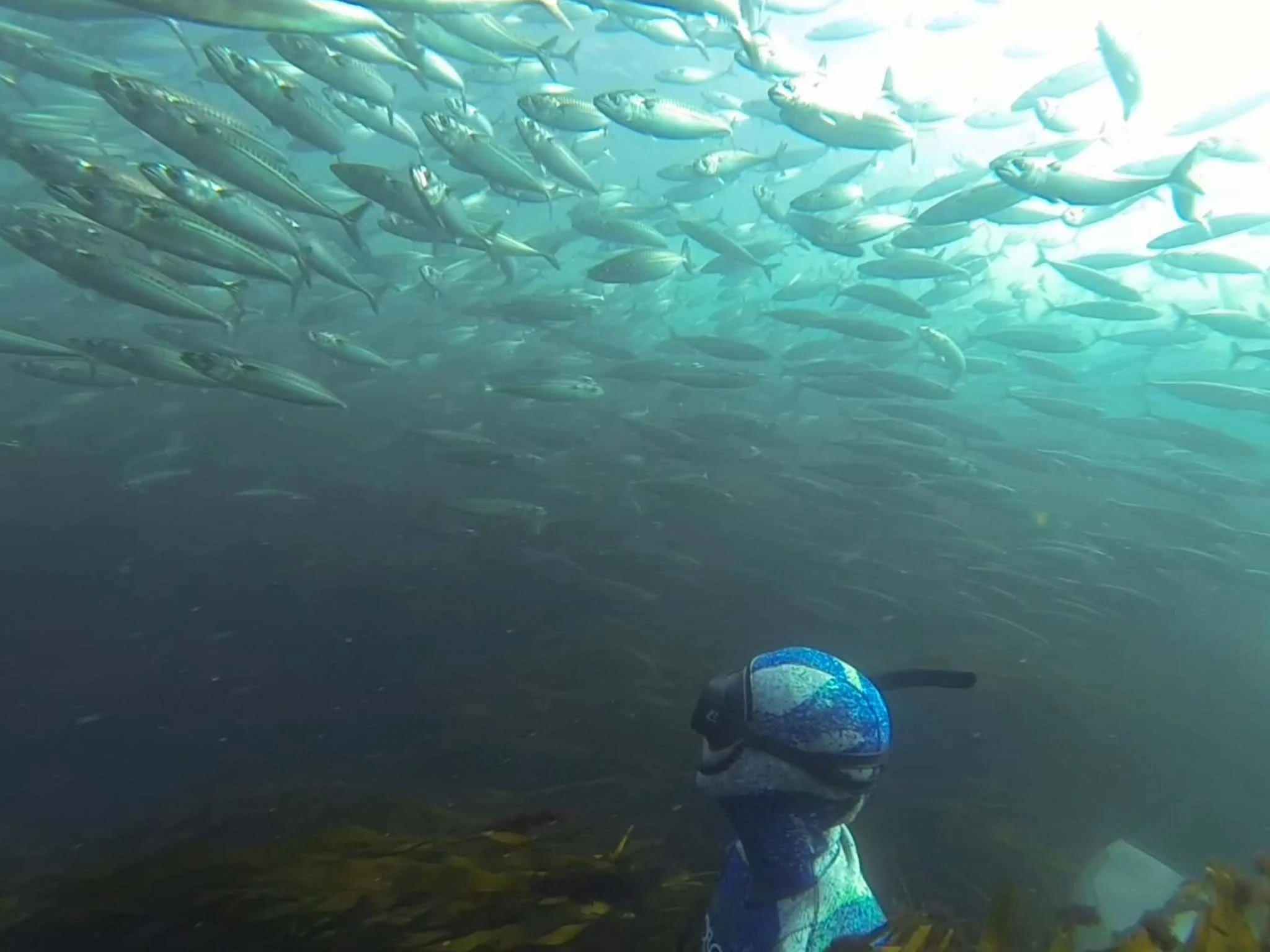 Lissy Marsh freediving in South Devon