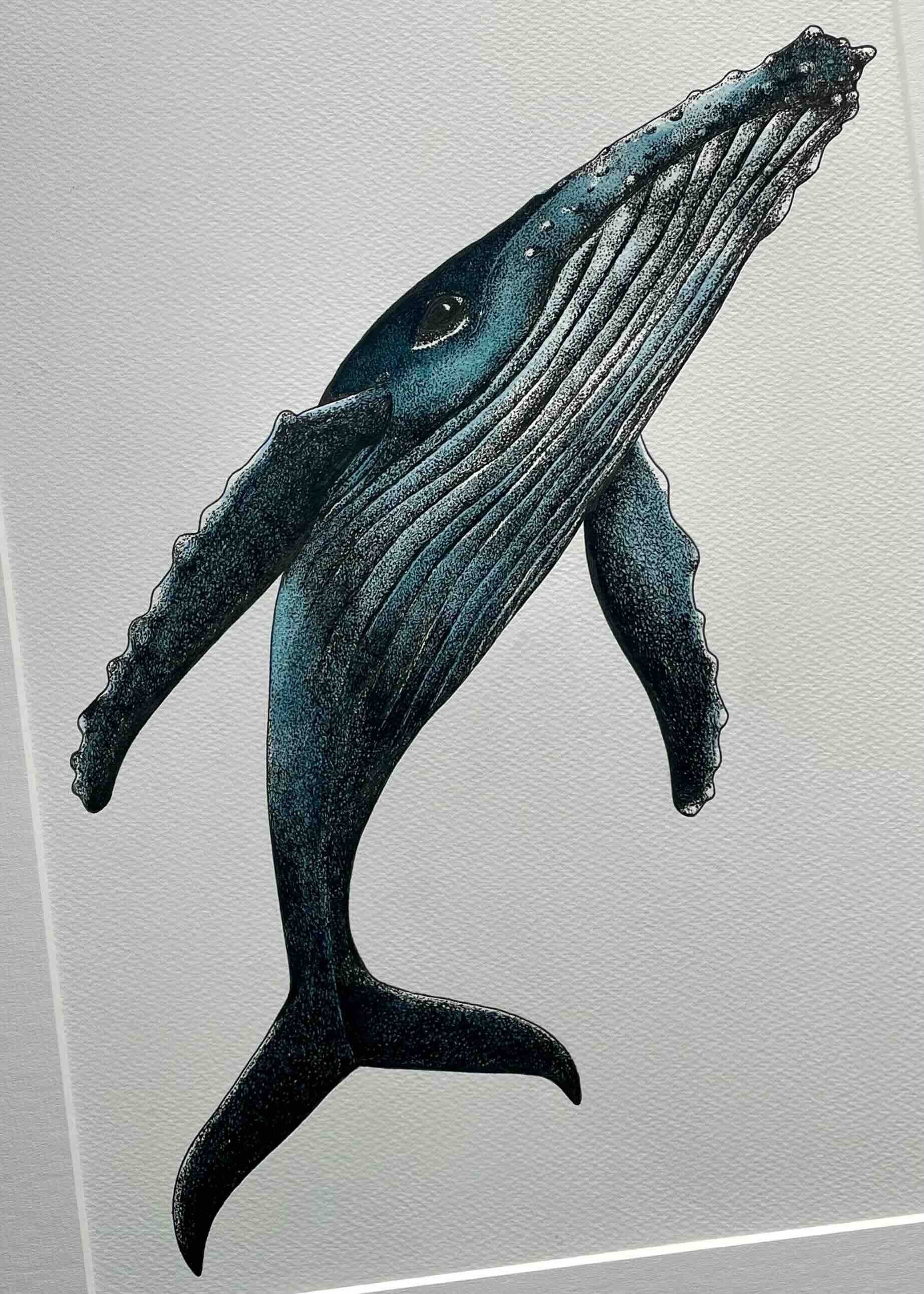 Blue Humpback Whale © Lissy Marsh