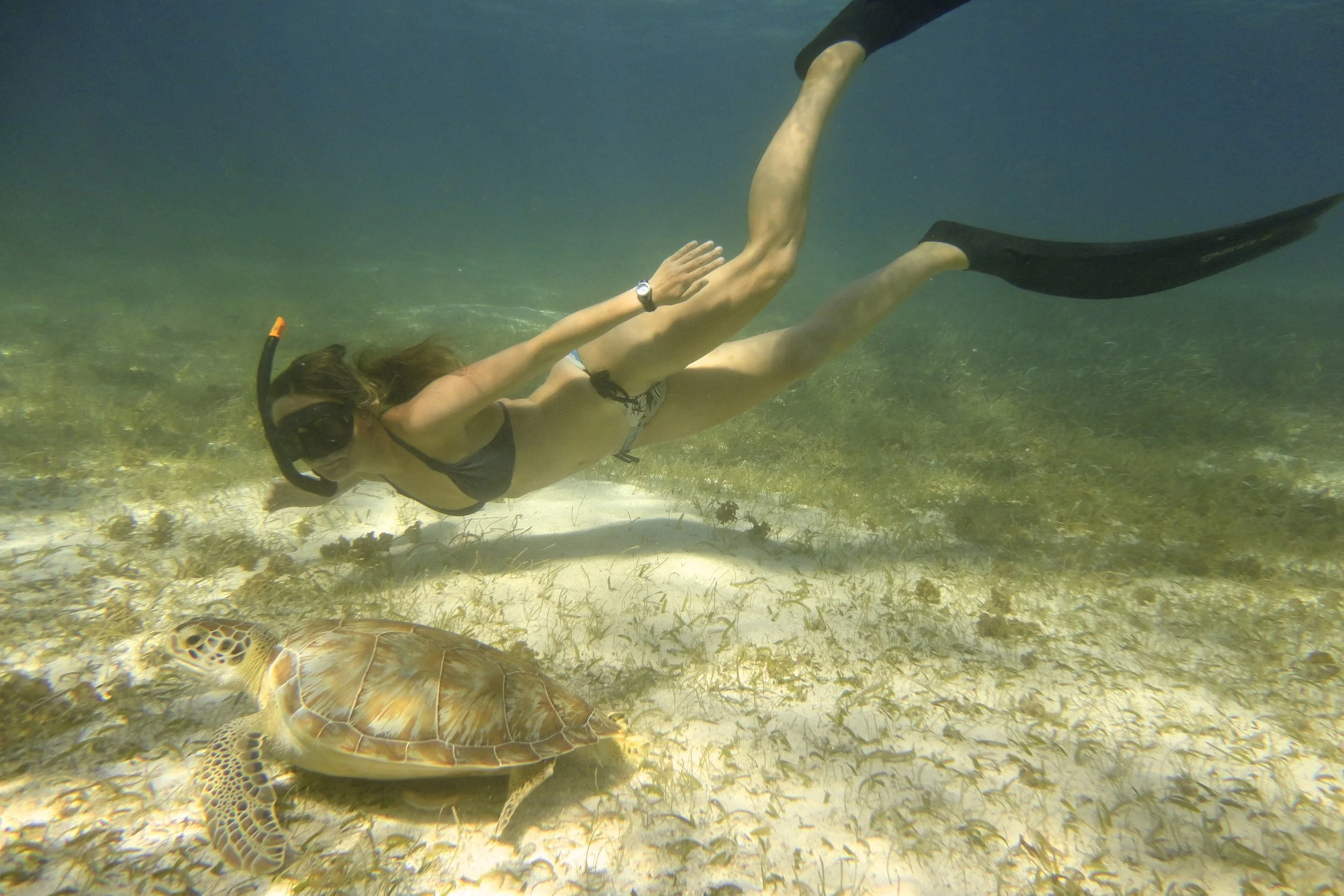Lissy Marsh freediving with a turtle in Belize