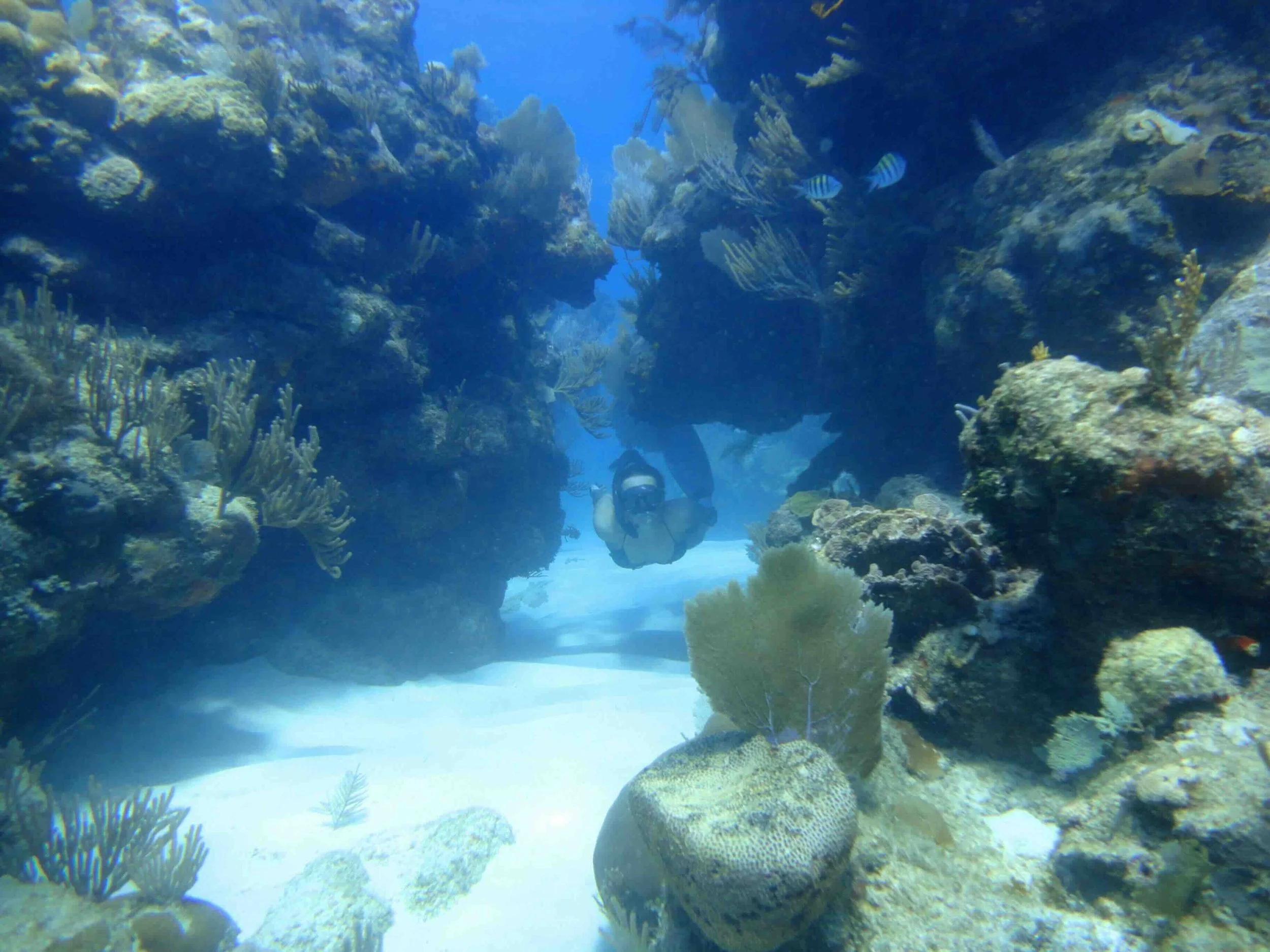 Coral diving Lissy Marsh