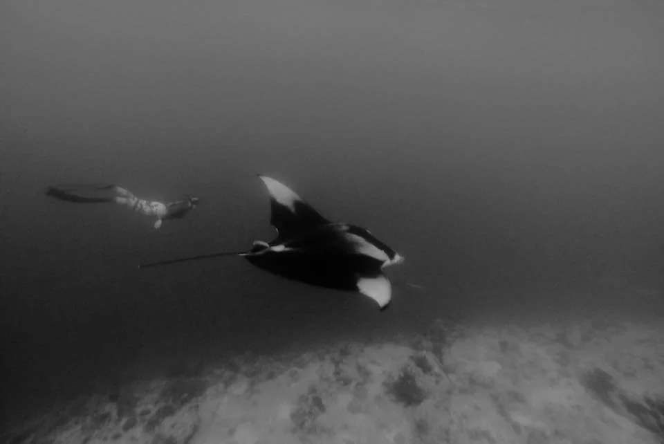 Lissy Marsh freediving with a manta ray in the Maldives