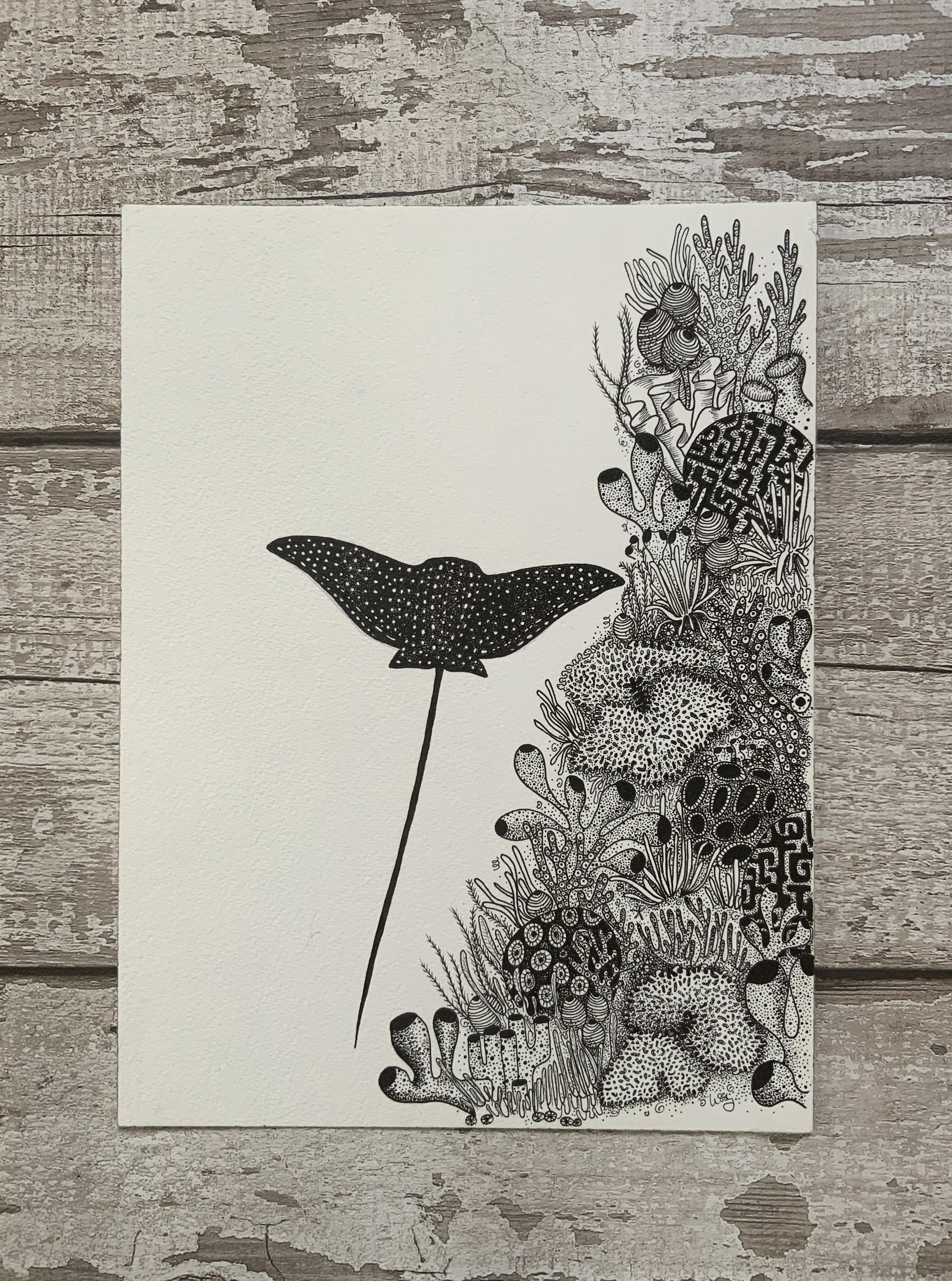 ©Lissy-Marsh-Eagleray