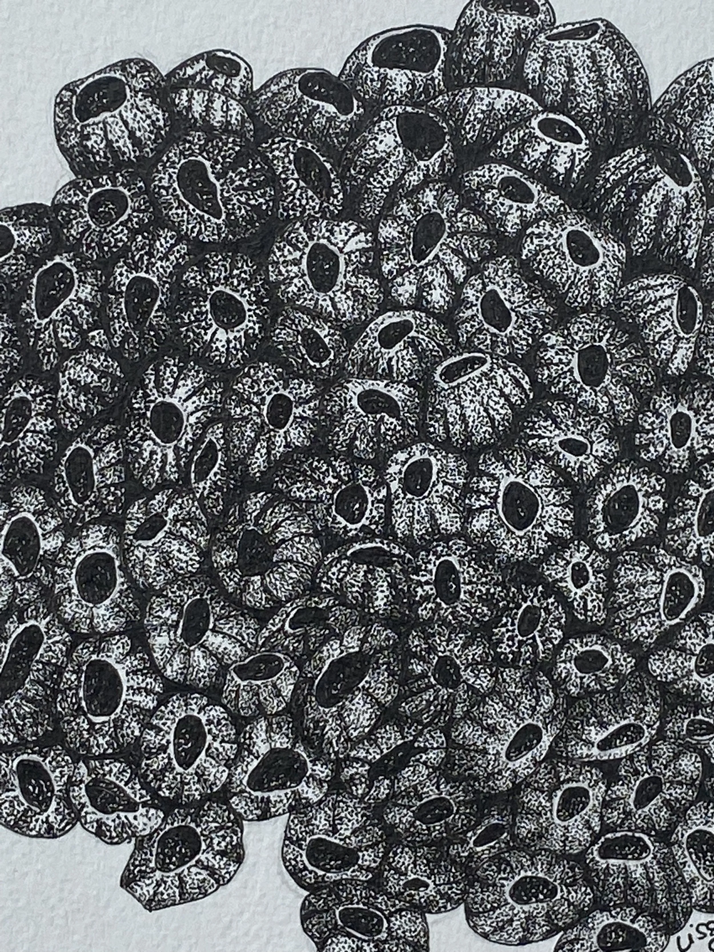 ©Lissy-Marsh-Polyps