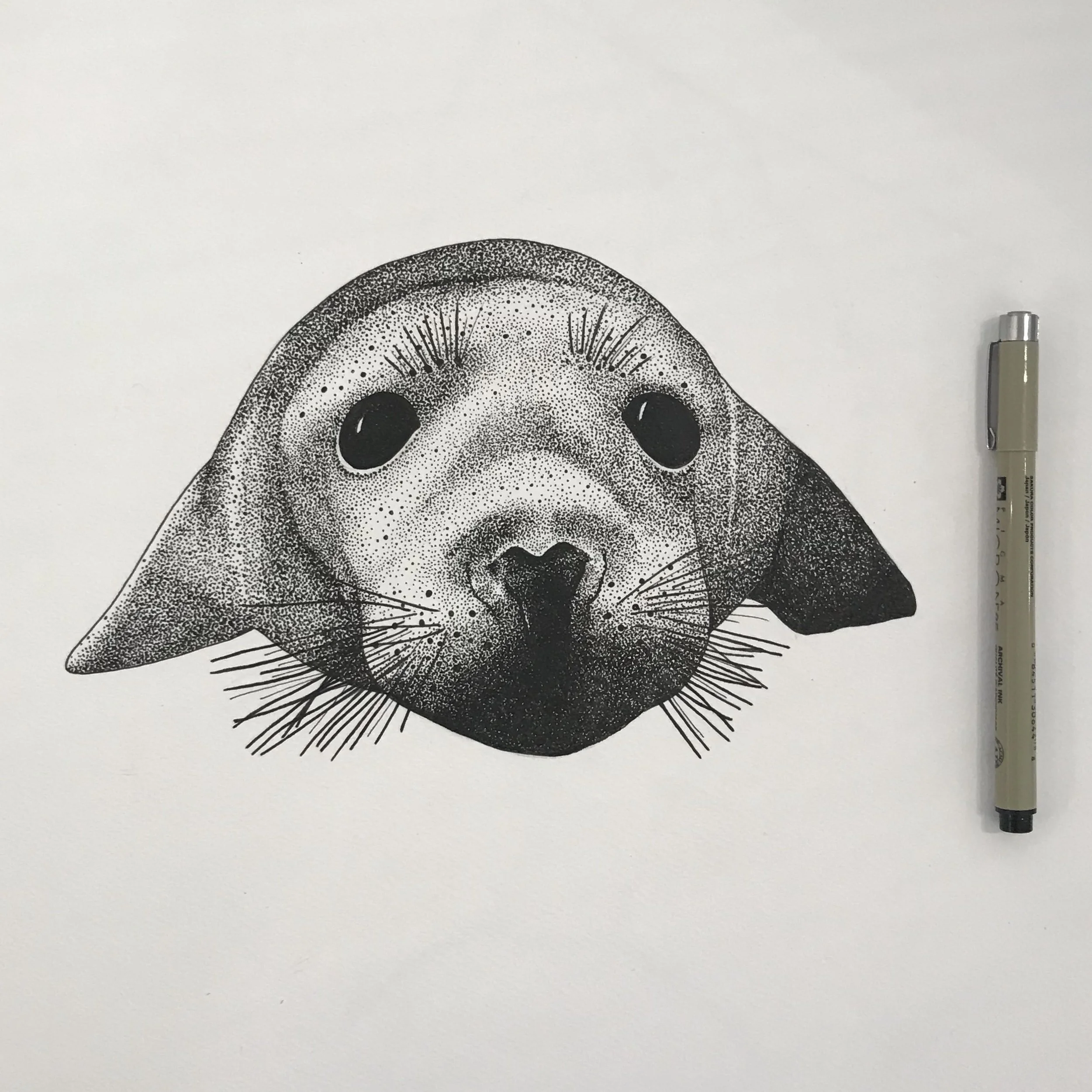 Seal pup Lissy Marsh