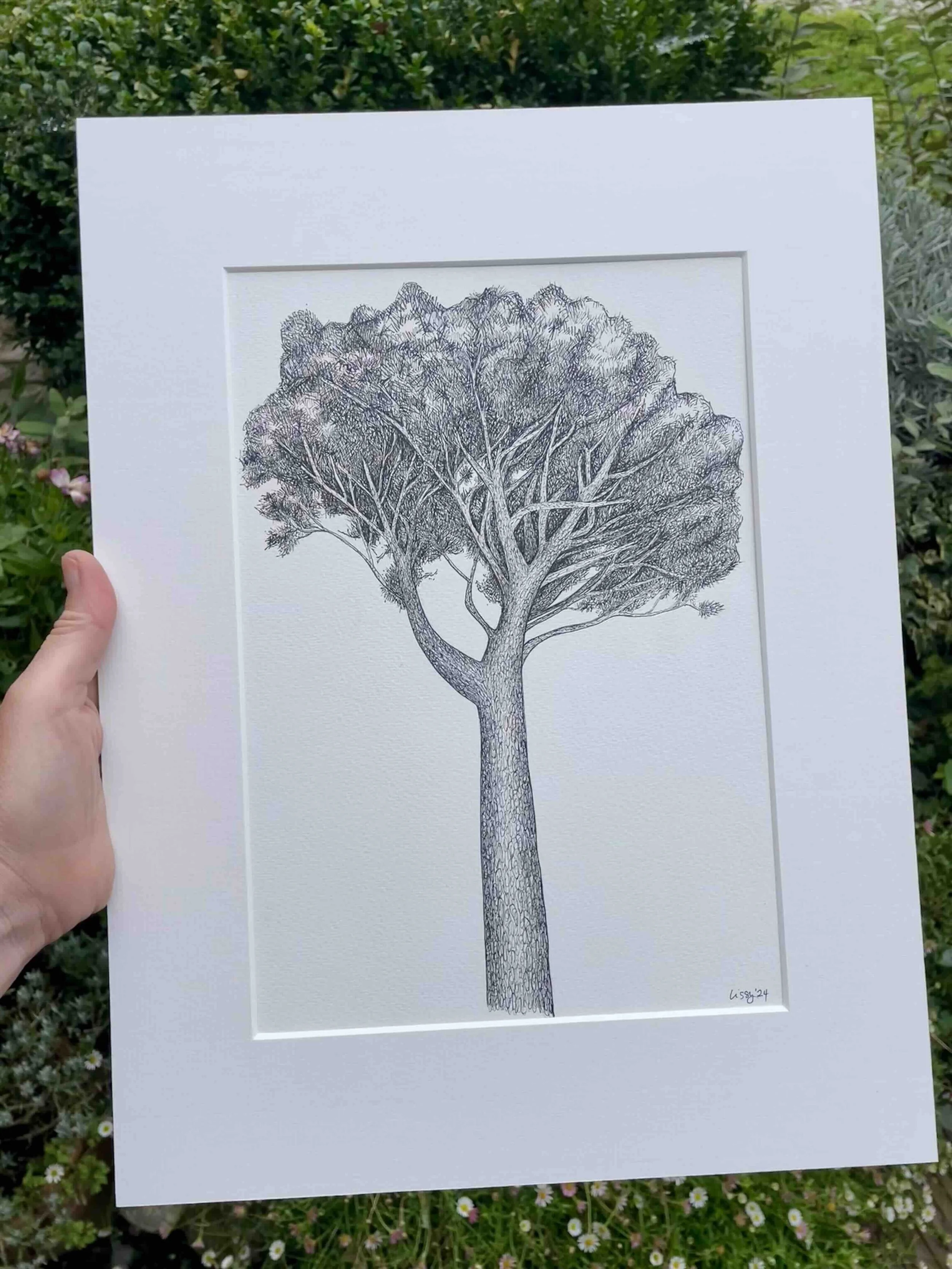 ©Lissy-Marsh-parasol-pine