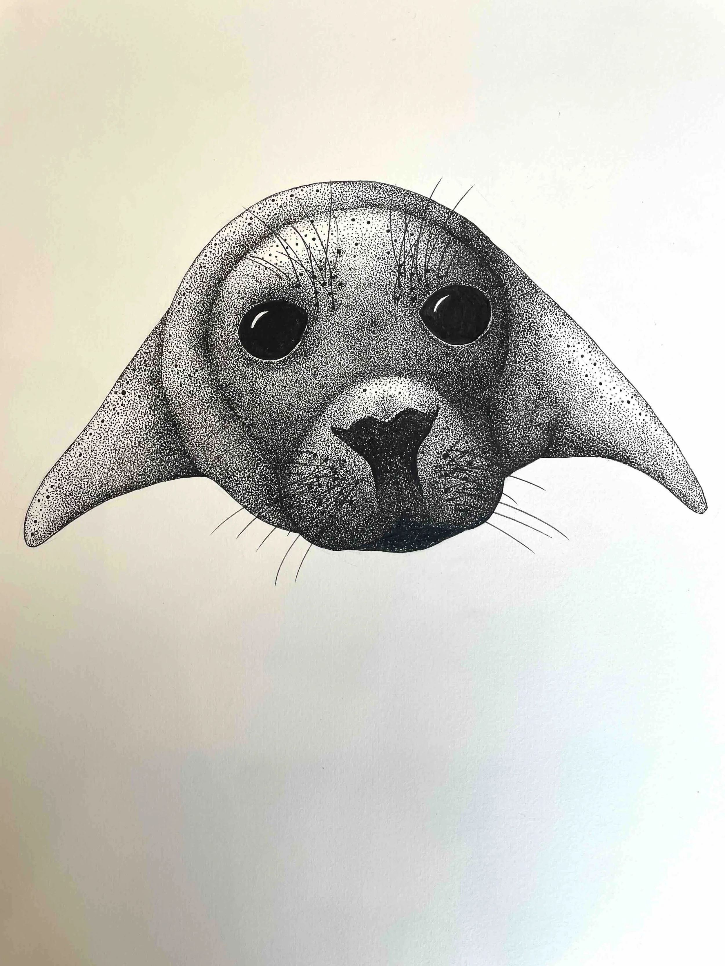 Seal pup © Lissy Marsh