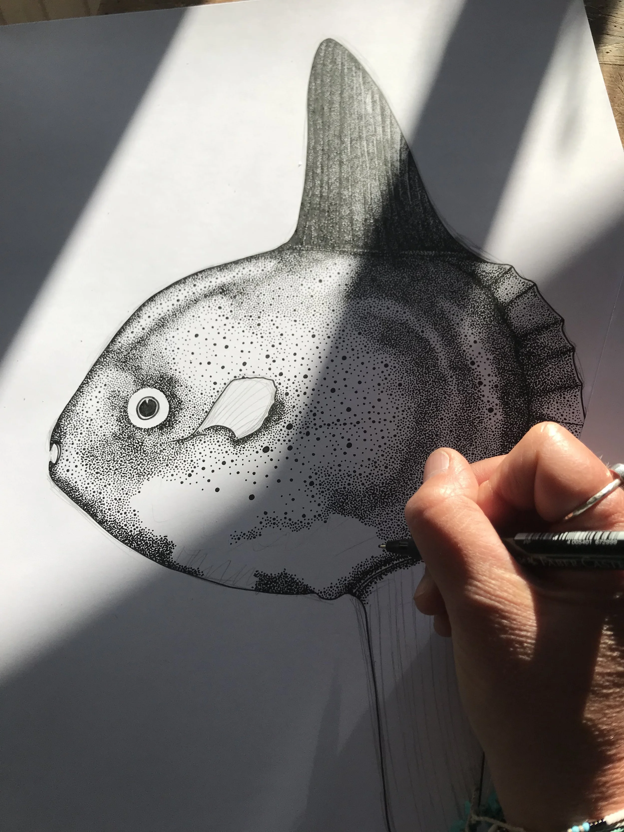 ©Lissy-Marsh-Sunfish