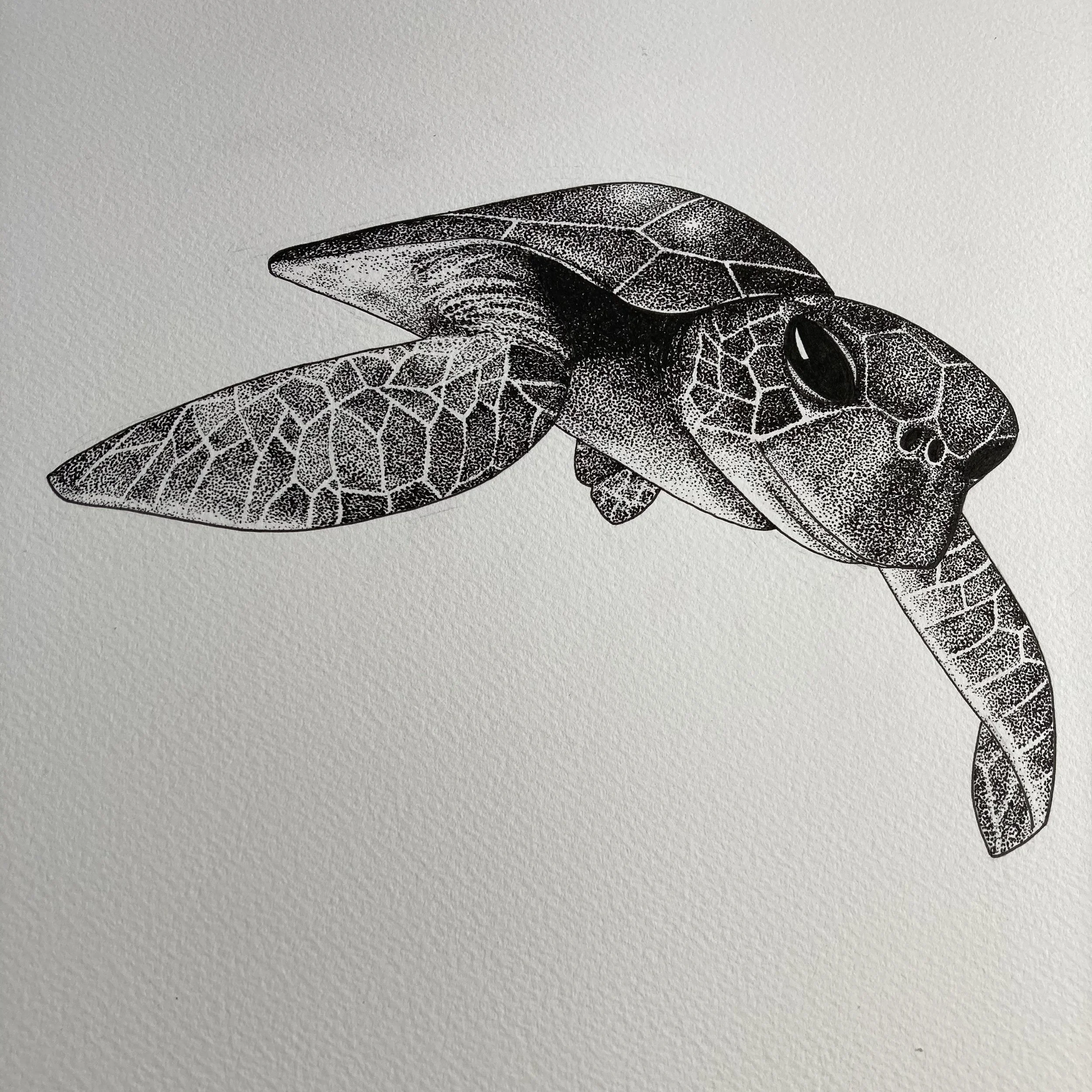 ©Lissy-Marsh-Hawksbill-Turtle