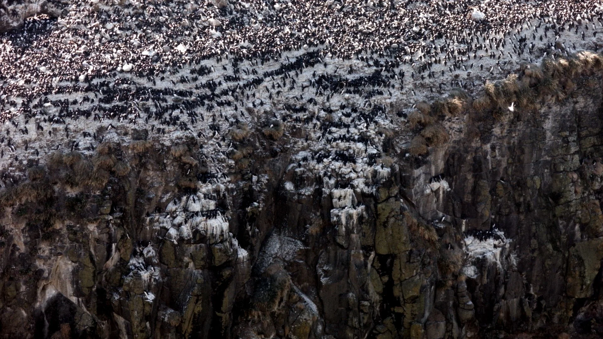 LNA February : The Approach   by Angela Halliday