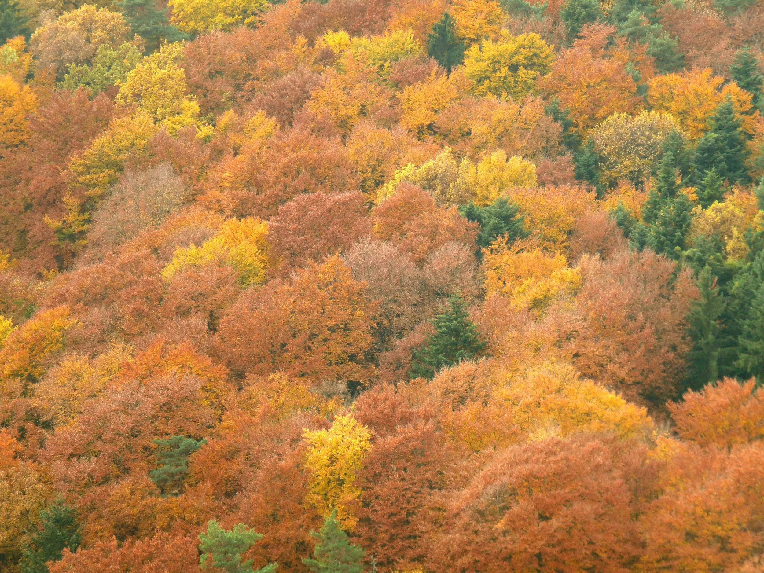 Chasing Fall: A Weekend in the Southern Appalachians