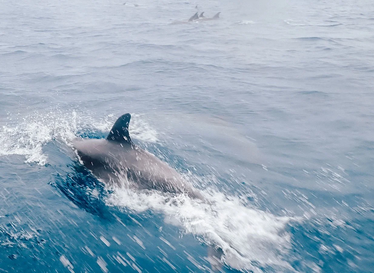 Travel to Galapagos Islands