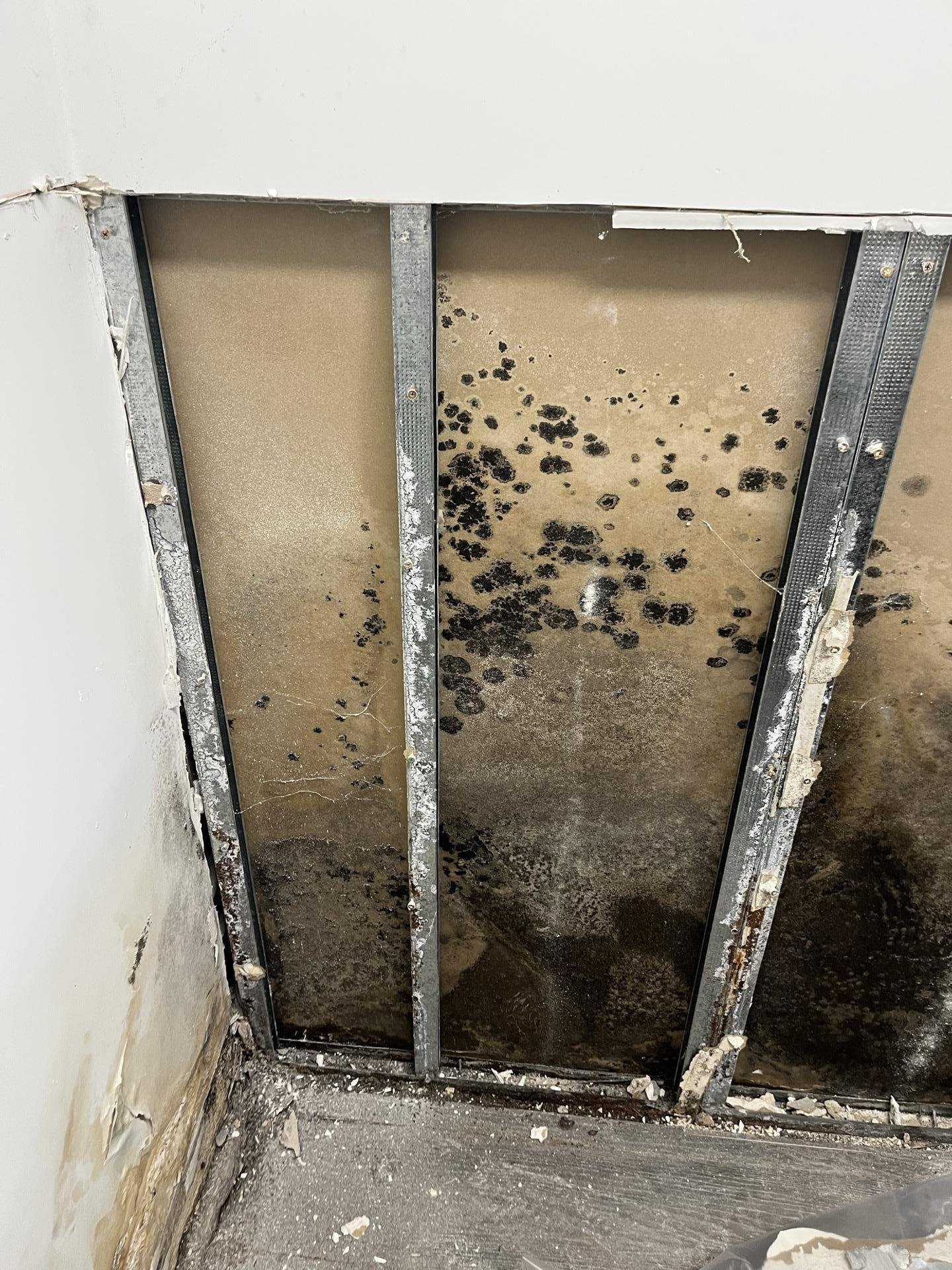 Case Study - Hidden Mold Found Behind Bathroom Wall in Boca Raton Home 
