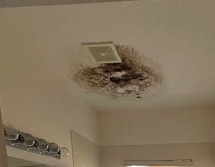 Mold Remediation Service