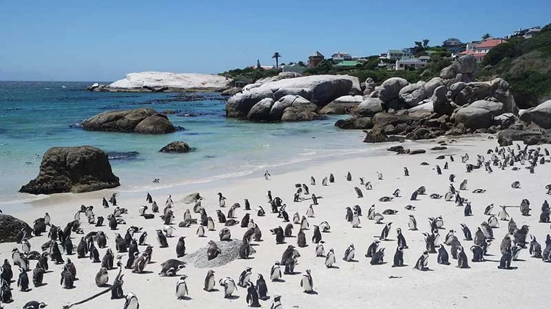 Cape Peninsula Tour
