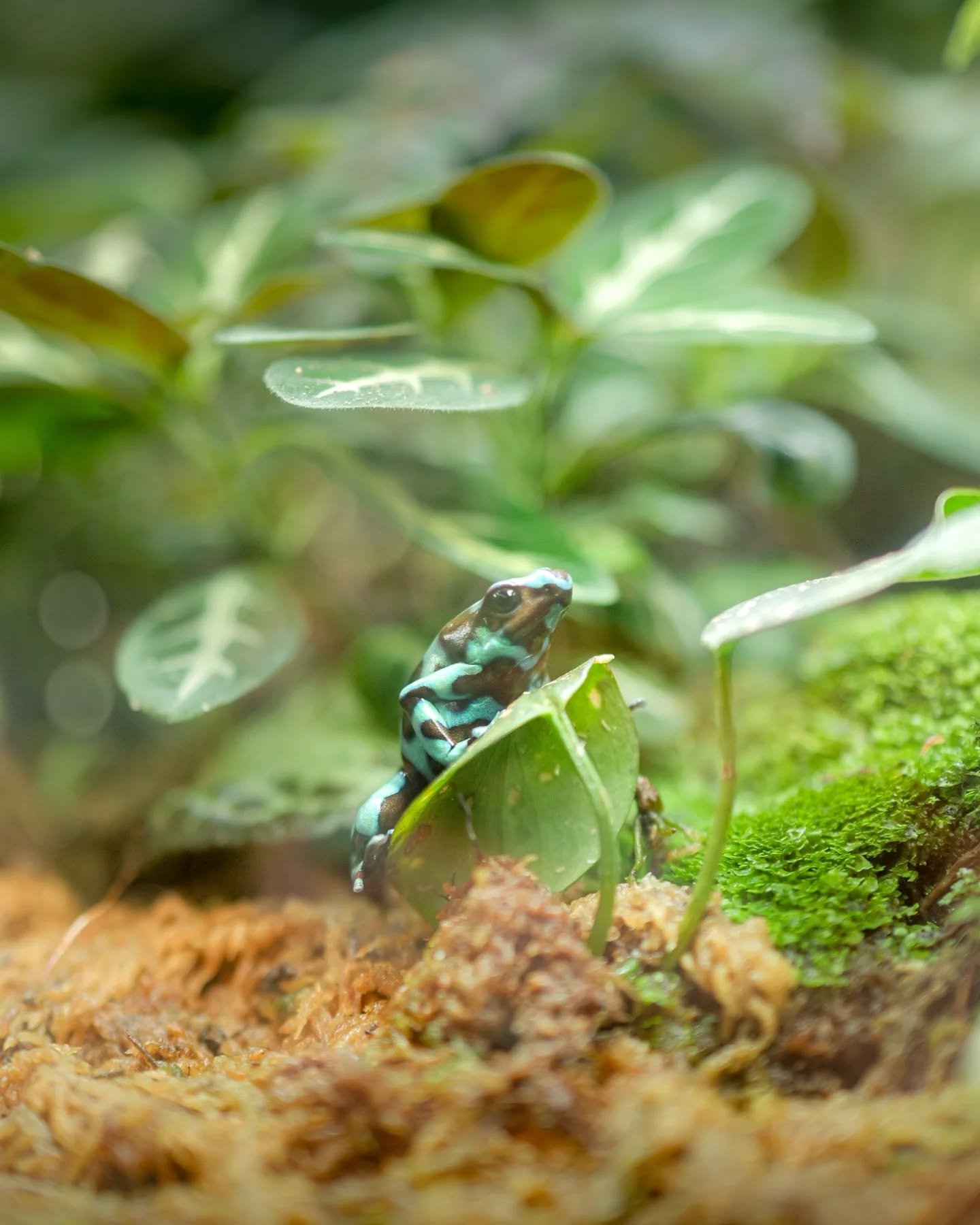 Let's pretend we're in the Amazon Rainforest 🐸
📷 @lumix #s5ii + #50mm f1.8 📷
#frogphotography #wildlifephotography
#naturephotography #washingtondc #smithsonian #nationalzoo