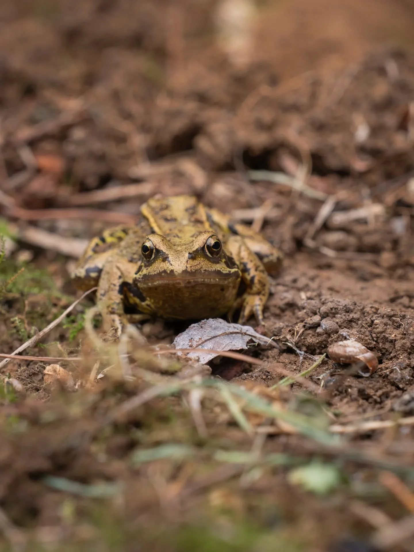 Man I love frogs 

I was scrolling through my photos searching for what to post today, and these two little froggy photos hopped out at me.

These had been left out of other carousells, as they didn't quite match the theme at the time. 
But here they