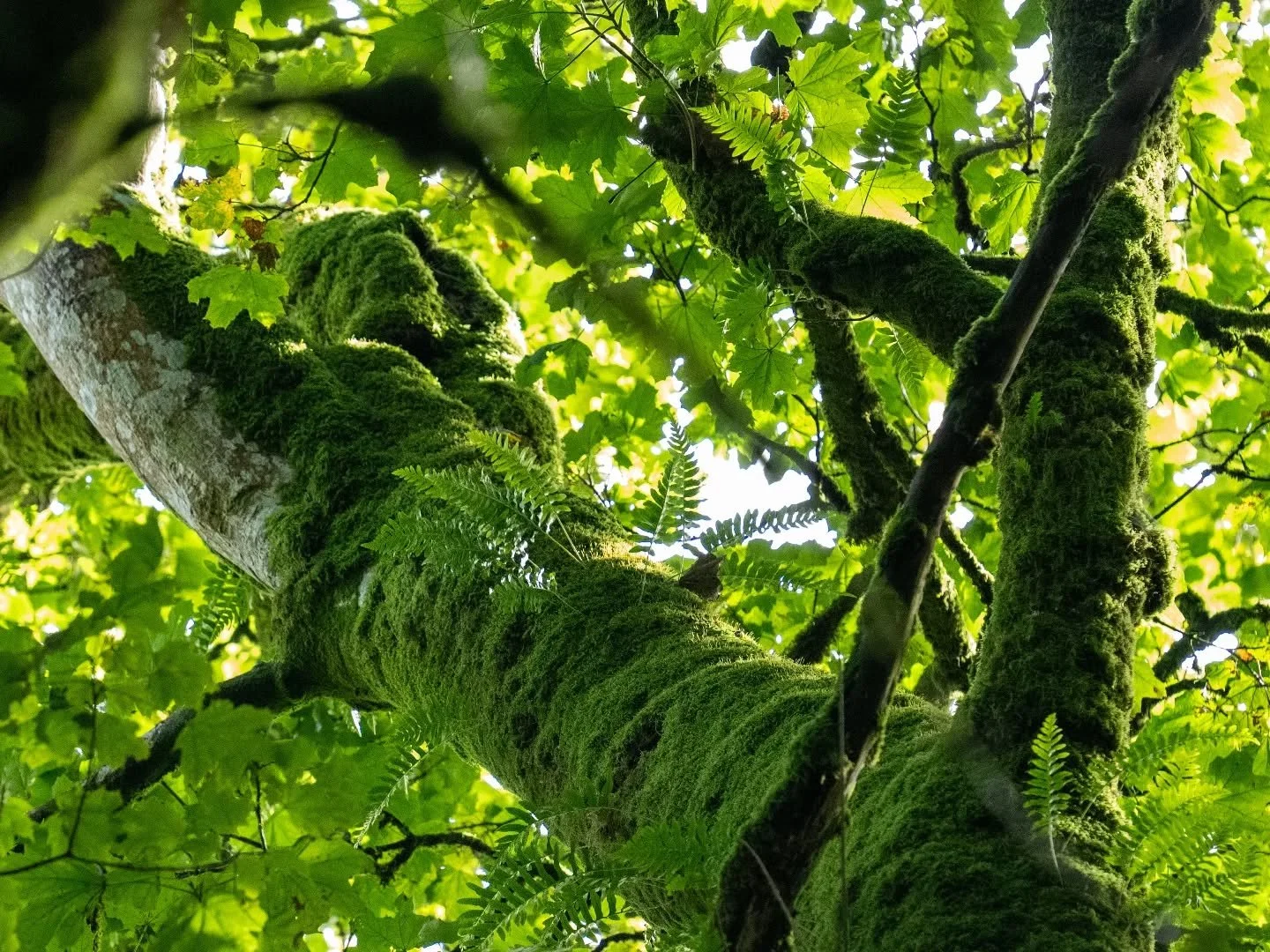 The lush leaves of an ancient woodland 💚

Shot a long time ago, wandering these woods with my family. I couldn't help but look up and enjoy how the light interacted with the leaves and the moss. So lush.

Shot on @Lumix S5ii + 70-300mm

-

#woodland