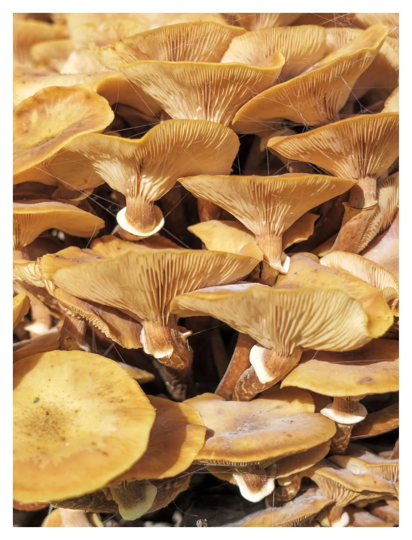 Plenty of room here! 🍄

There was beautiful light at Stowe over the weekend, and whilst out capturing the crisp autumn colours I spotted this lovely collection of mushrooms.

Shot on the Lumix S5ii + 20-60mm and edited in Lightroom.