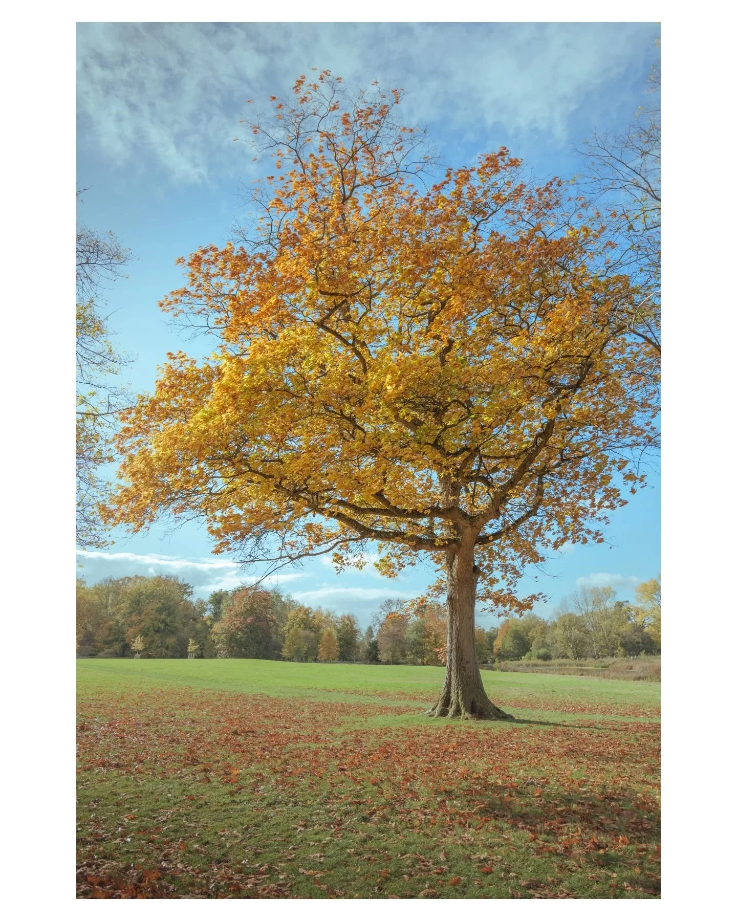 Portrait or Landscape? I couldn't choose 🤔

@r_becca97 &amp; I had a very crunchy walk through Stowe National Trust on Saturday, it is well and truely the start of autumn.

An incredible time of year, as day by day the leaves turn, and trees like th