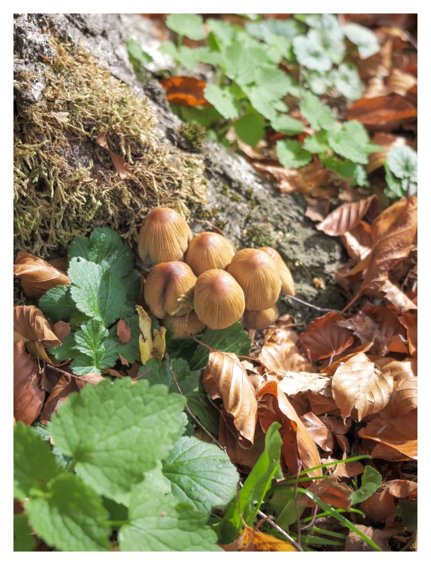 🍂 Glistening Inkcaps 🍄

More 'shrooms today, again at Stowe National Trust, UK. This little gathering was sitting quite delicately under an ancient oak, felt it was too good a shot not to capture.

Shot on Lumix S5ii + 20-60mm

-

📈 SEO tags 📉

G