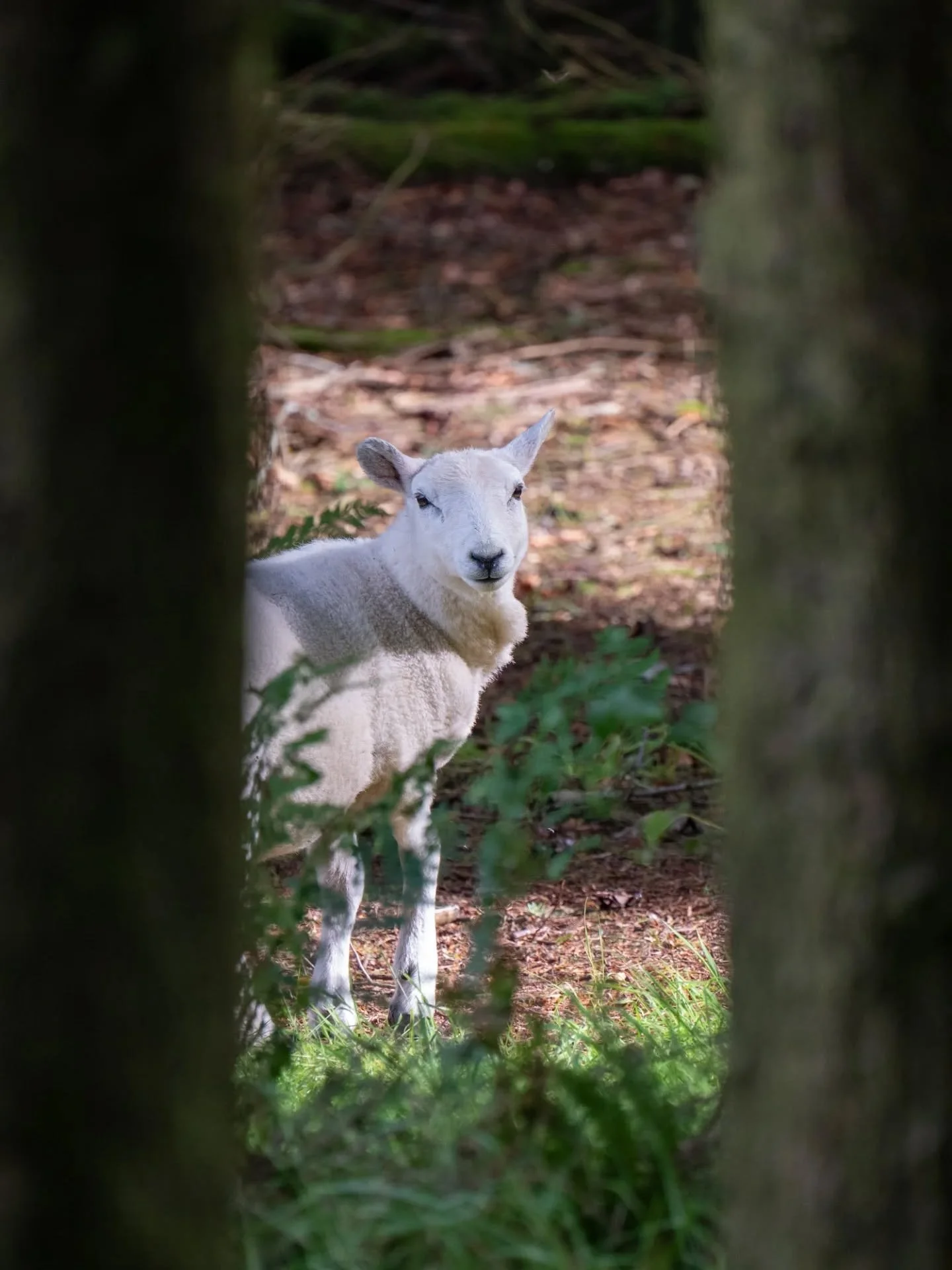🐑 Who are ewe looking at? 🐑

Shot in a forgotten woodland somewhere in Cornwall. I took great pleasure in framing up the trees and playing with vertical symmetry in the composition.

Why there were sheep in the woods I will never understand 🤔

Sho