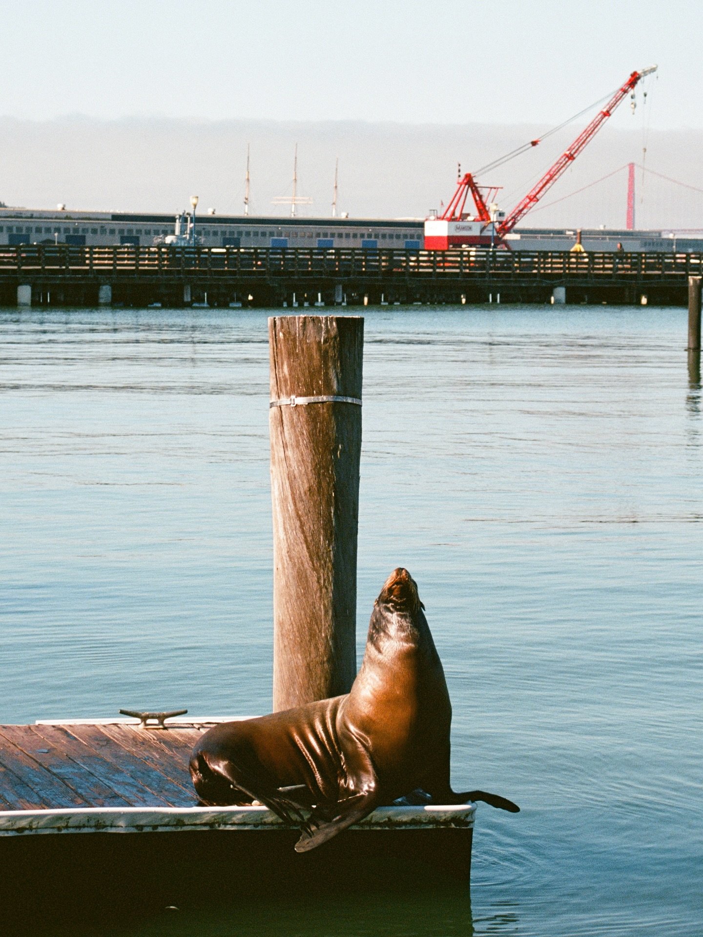 school photo day 🦭 
.
.
.
.
.
.
.
.
.
.
.
.
.
#mytinyatlashello #traveldiary #city_features #littlestoriesofmylife #35mm #archdigest #filmphotography #kodakfilm #historicbuildings #visitcalifornia #city_features #californiacoast #mytinyatlas #filmco