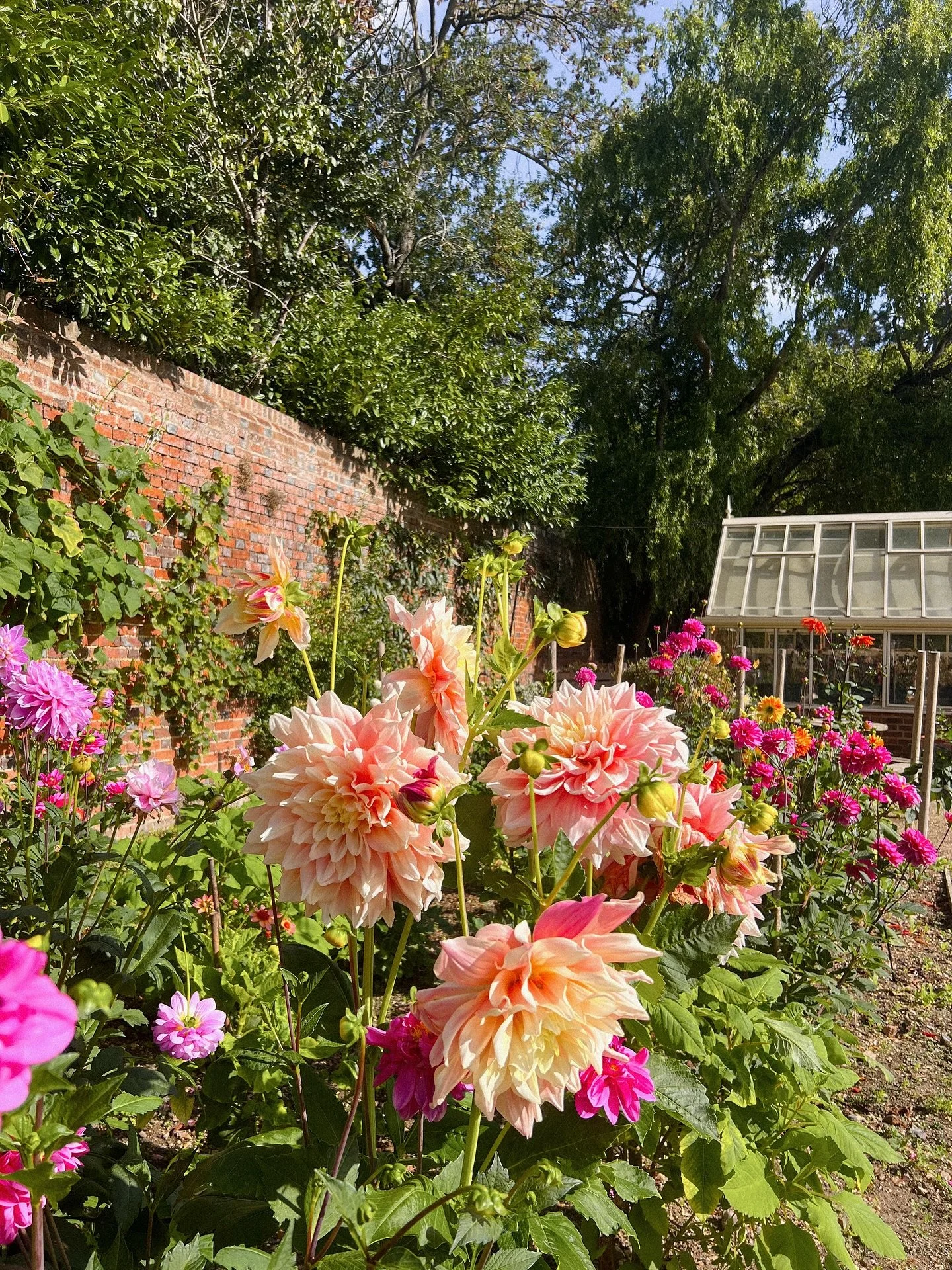dahlias, the most glorious flower 🌸
.
.
.
.
.
.
.
.
.
.
.
.
.
#mytinyatlashello #exploreEngland #natureshot #littlestoriesofmylife #35mm #autumnal #dahlias #filmphotography #kodakfilm #naturegeography #englishcountryside #gardenphotography #flower_d