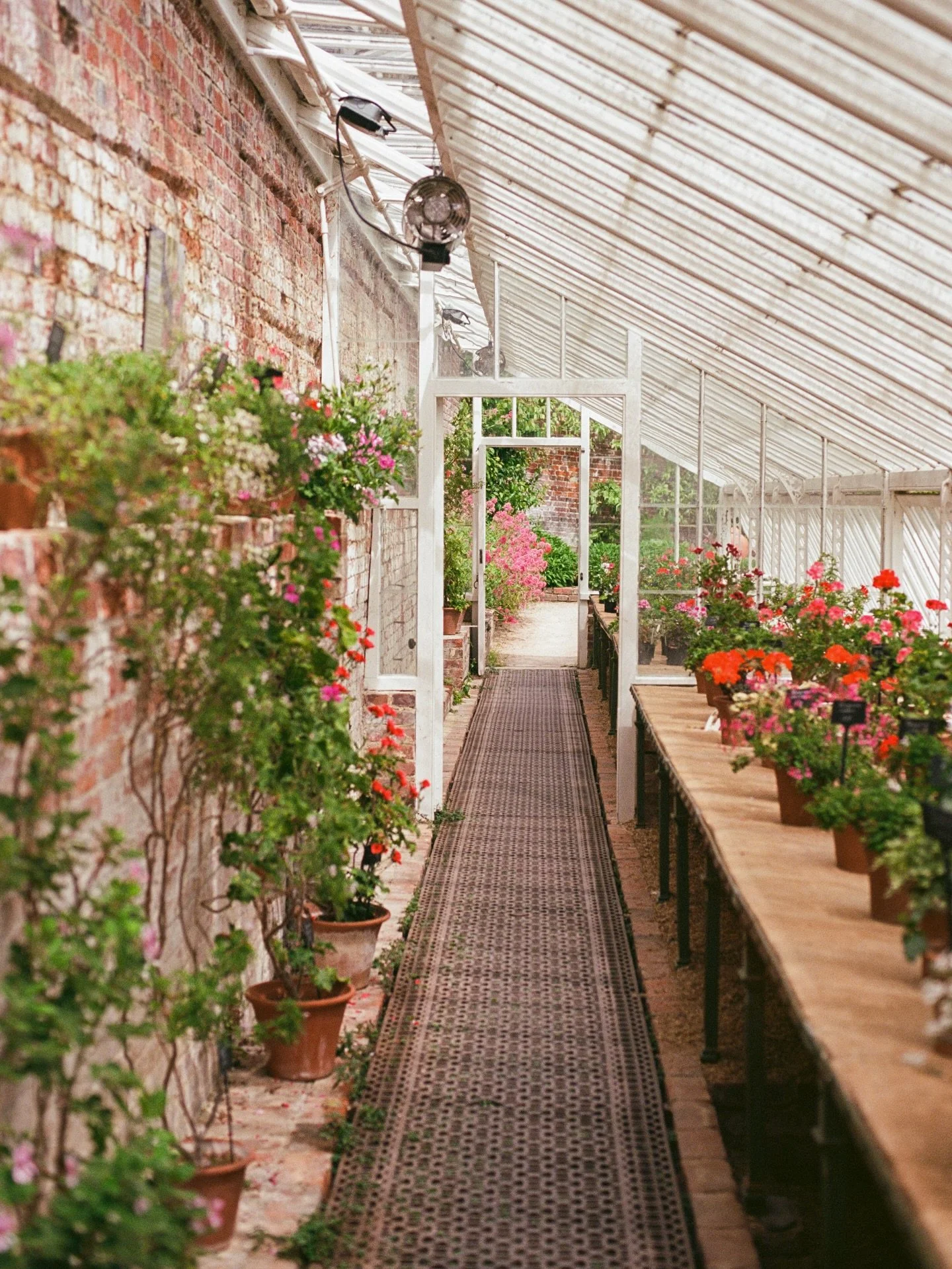 the historic collection of pelargoniums at @nationaltrust&rsquo;s Stourhead @ntstourhead 🪴🌸
.
.
.
.
.
.
.
.
.
.
.
.
.
#mytinyatlashello #exploreEngland #natureshot #littlestoriesofmylife #35mm #photovogue #onearthmagazine #filmphotography #kodakfil