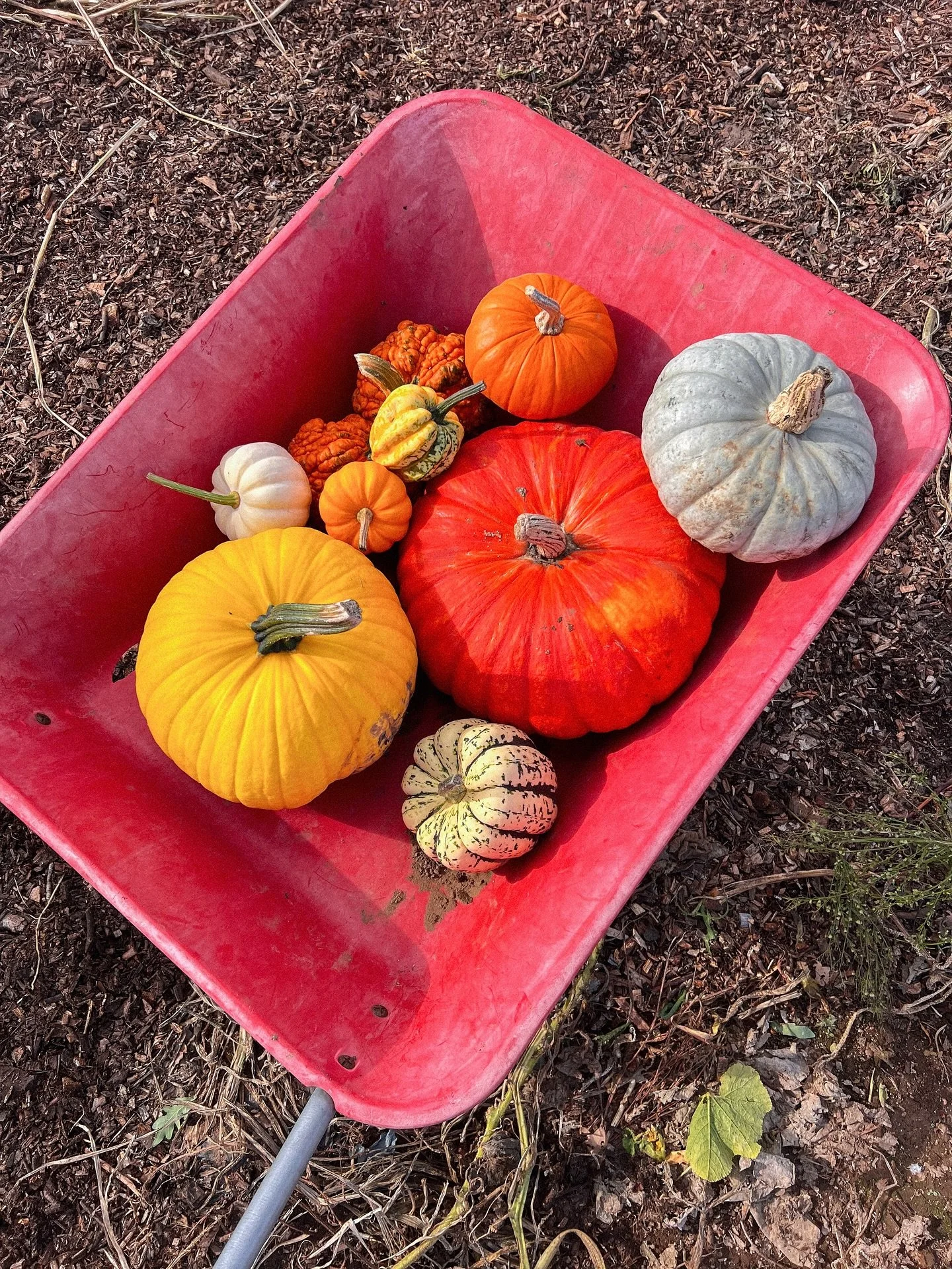the best October activity 🎃🍂
.
.
.
.
.
.
.
.
.
.
.
.
.
#mytinyatlashello #exploreEngland #natureshot #littlestoriesofmylife #35mm #autumnlover #pumpkinpicking #filmphotograph #kodakfilm #naturegeography #englishcountryside #gardenphotography #autum