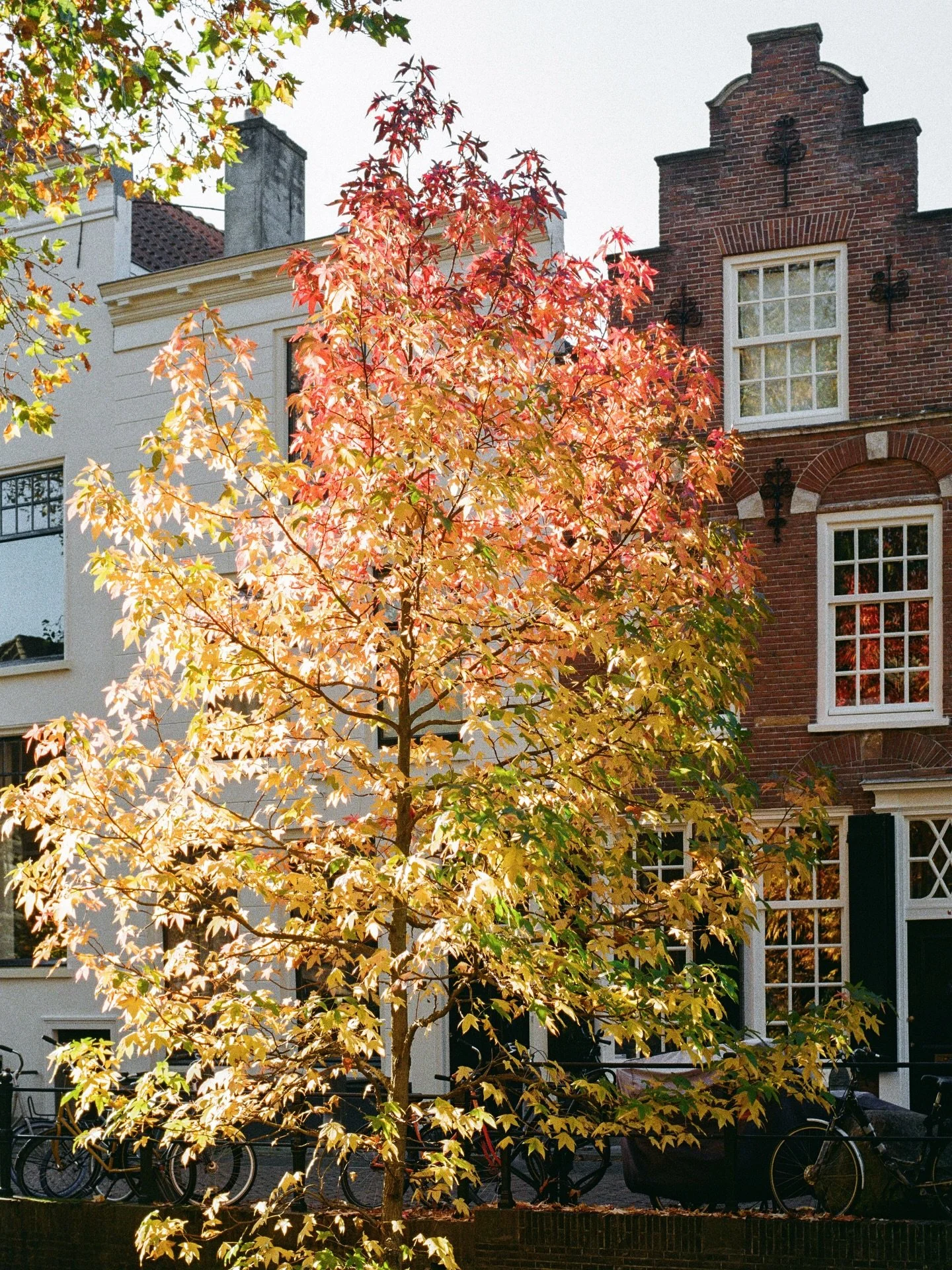 happy halloween 🍂
.
.
.
.
.
.
.
.
.
.
.
.
.
#mytinyatlashello #dutchlandscape #natureshot #littlestoriesofmylife #35mm #autumnlover #utrechtcity #filmphotograph #kodakfilm #naturegeography #utrecht #gardenphotography #autumnday #mytinyatlas #filmcom
