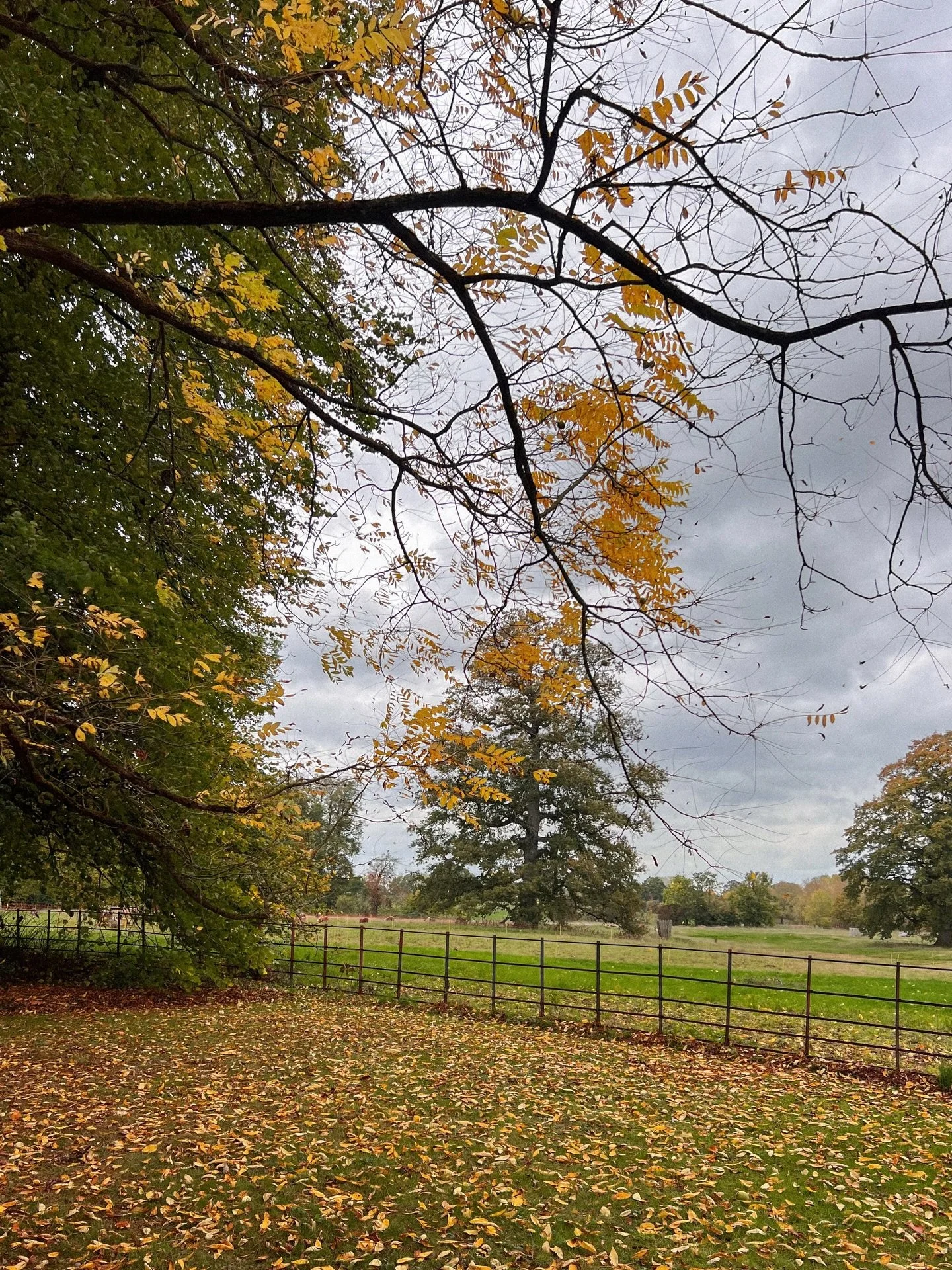 falling leaves 🍂 
.
.
.
.
.
.
.
.
.
.
.
.
.
#mytinyatlashello #exploreEngland #natureshot #littlestoriesofmylife #35mm #winterseason #dahlias #filmphotography #kodakfilm #naturegeography #englishcountryside #gardenphotography #flower_daily #mytinyat