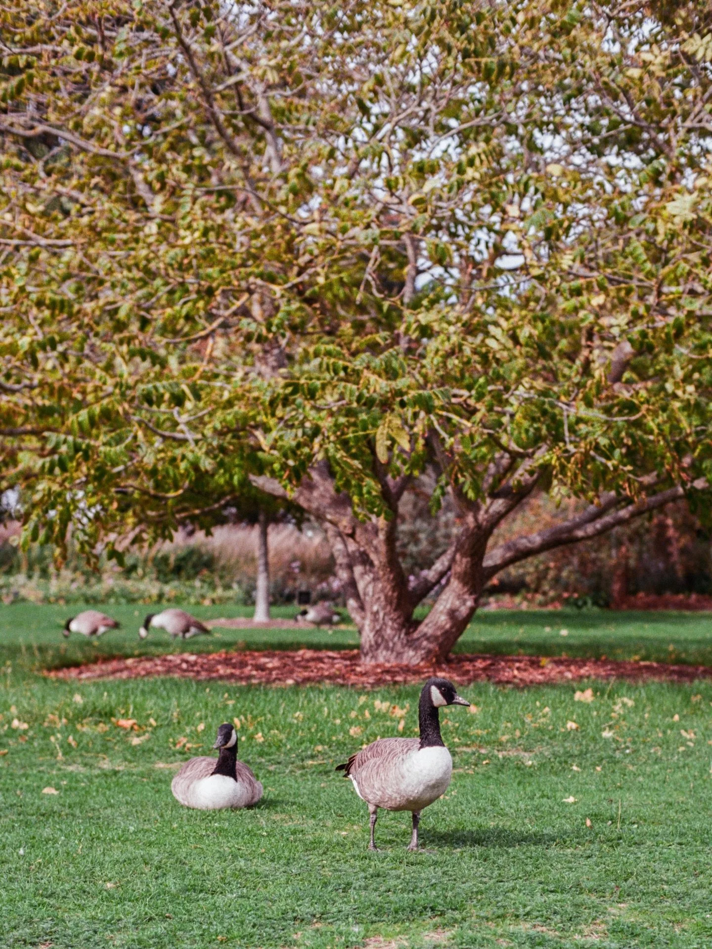 the lovely residents of @kewgardens 🪿
.
.
.
.
.
.
.
.
.
.
.
.
.
#geeseofinstagram #geese #gardentherapy #gardenphotography #35mmfilmphoto