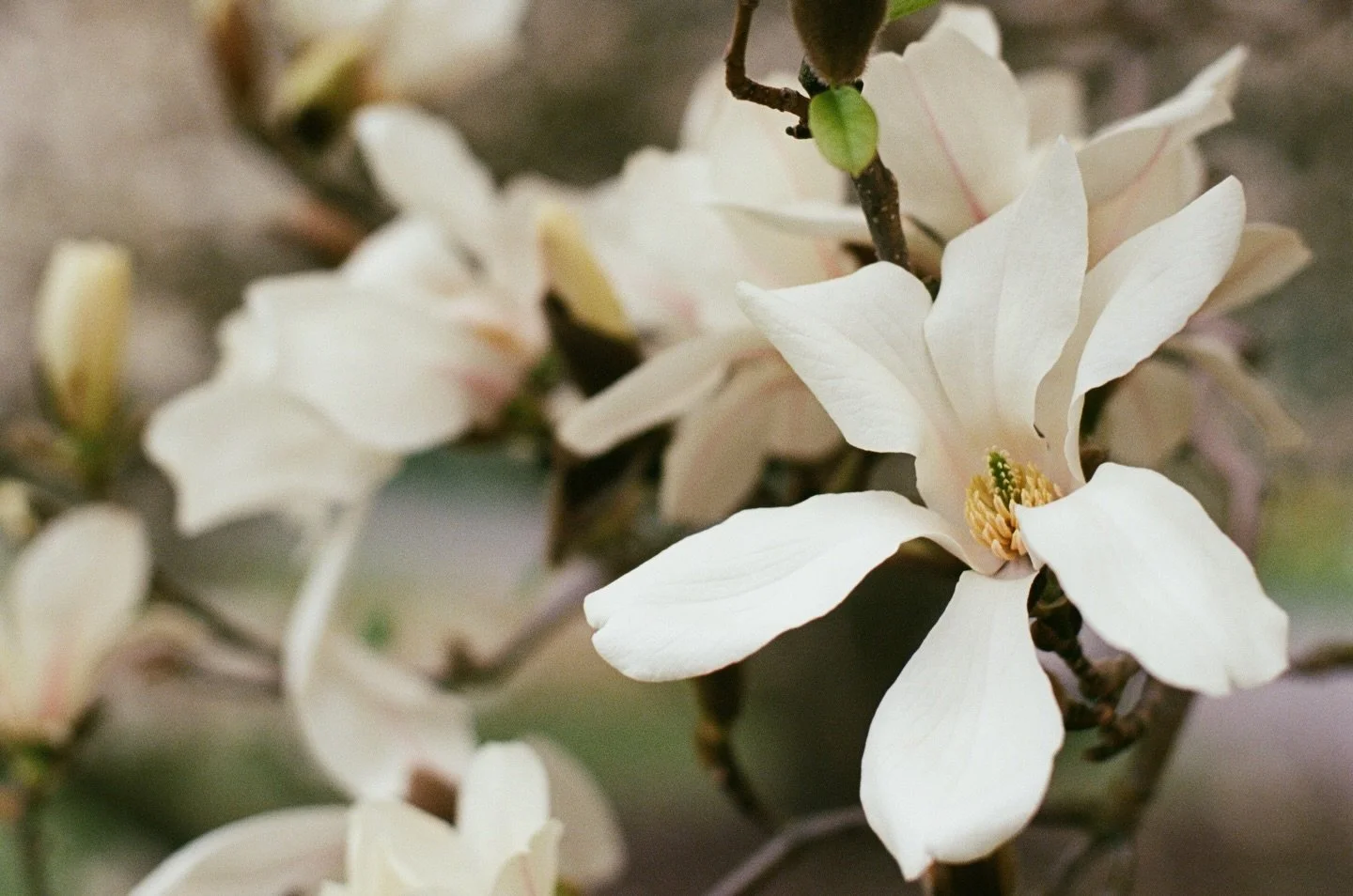 portrait of magnolia 🤍
.
.
.
.
.
.
.
.
.
.
.
.
.
#mytinyatlashello #magnoliatree #gardentherapy #gardenphotography #35mmfilmphoto