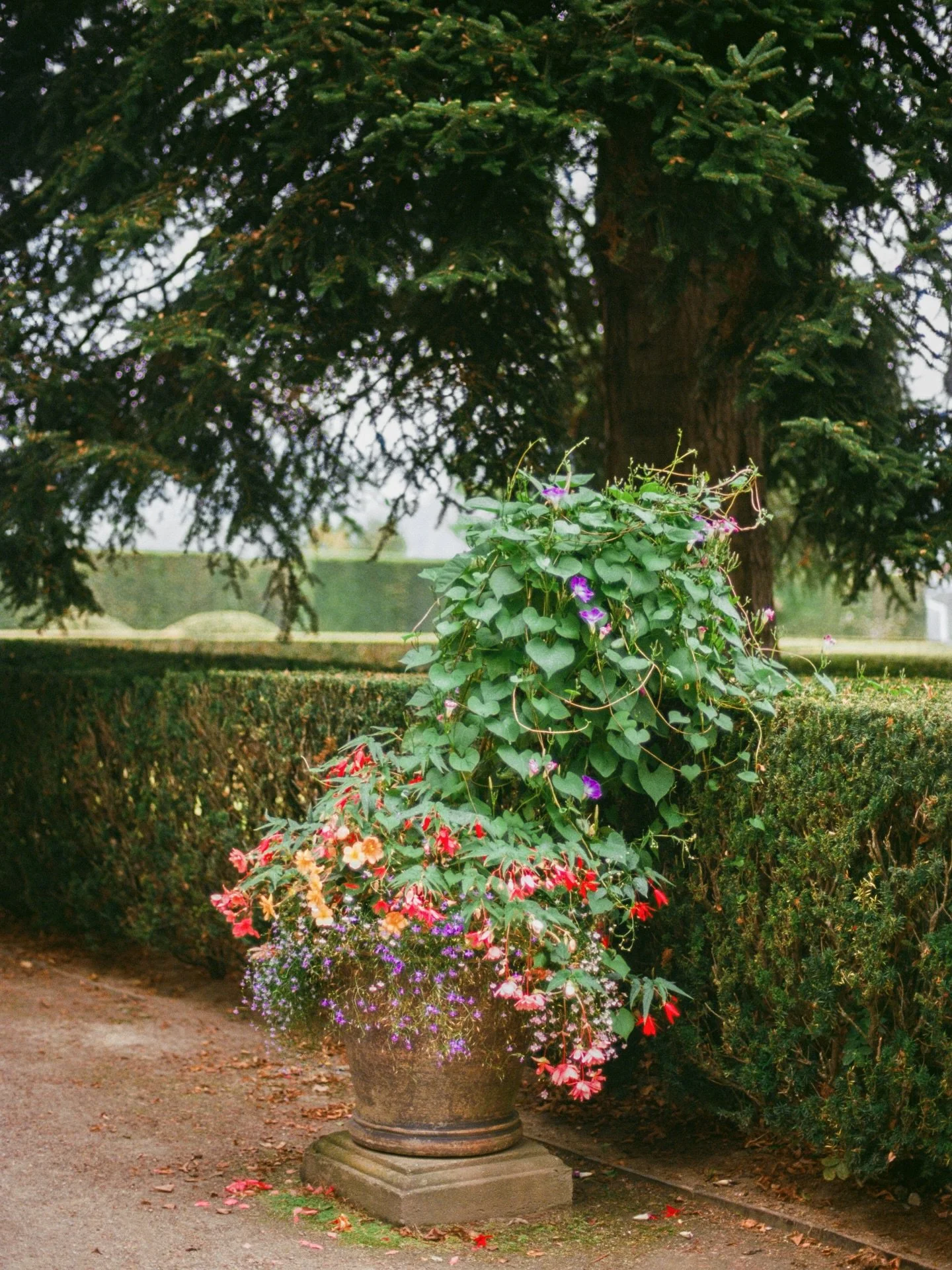 corners from the beautiful Baroque gardens of Česk&yacute; Krumlov&rsquo;s castle 🏰
.
.
.
.
.
.
.
.
.
.
.
#ceskykrumlov #praguecity #photovogue #onearthmagazine #gardentherapy