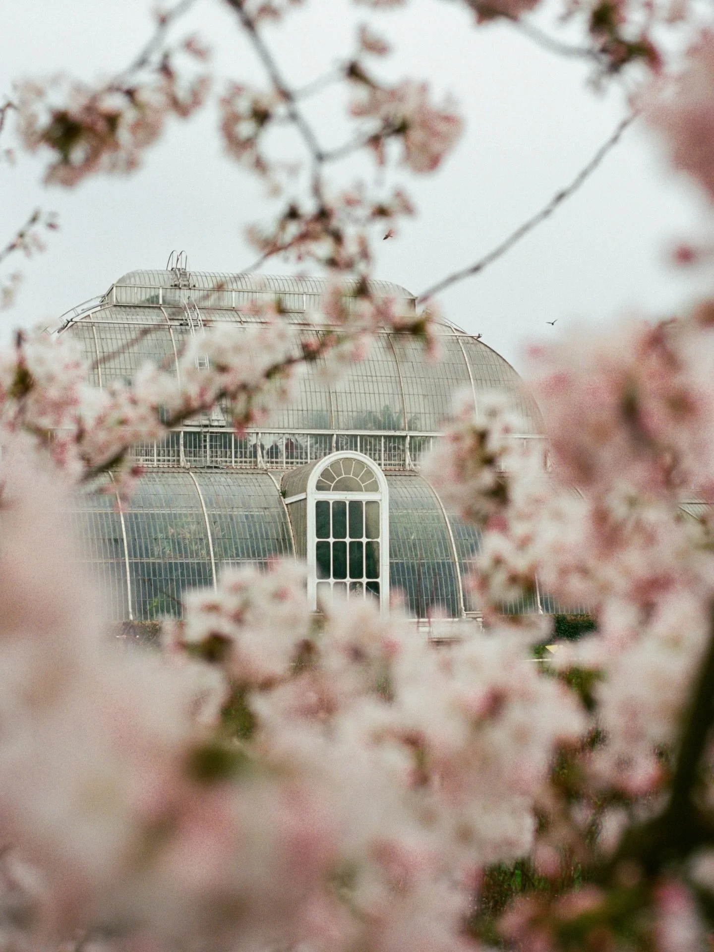 spring will be here before we know it! @kewgardens&rsquo;s 🌸
.
.
.
.
.
.
.
.
.
.
.
.
.
#cherryblossomseason #botanicalgarden #blossomtree #gardenphotography #kewgardens