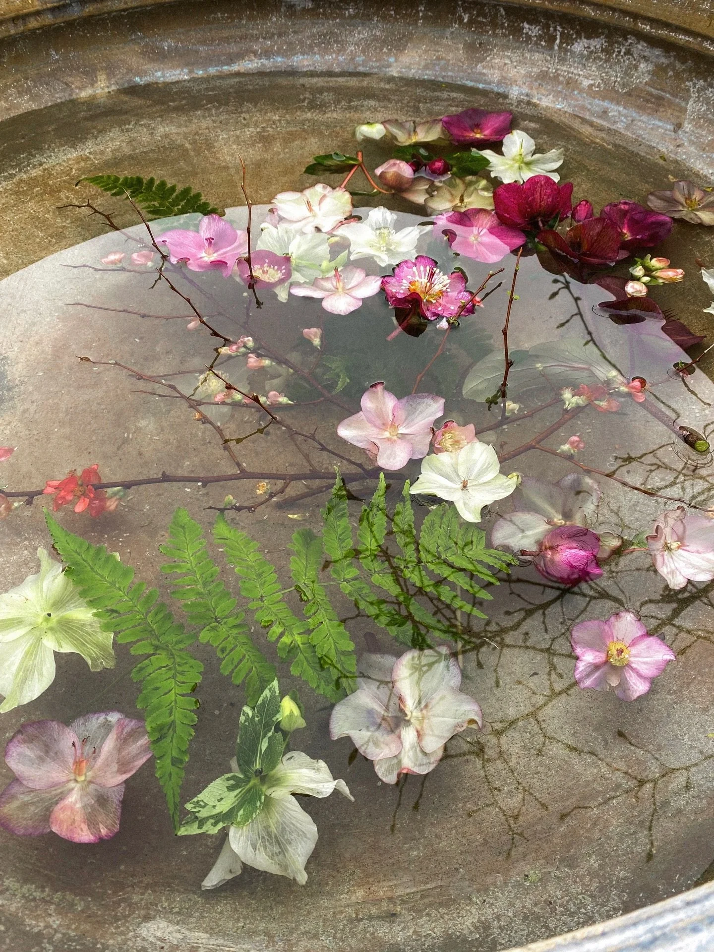 winter florals @petershamnurseries 🌸 
.
.
.
.
.
.
.
.
.
.
.
.
.
#mytinyatlashello #hellebore #gardentherapy #flowerphotos #35mmfilmphoto