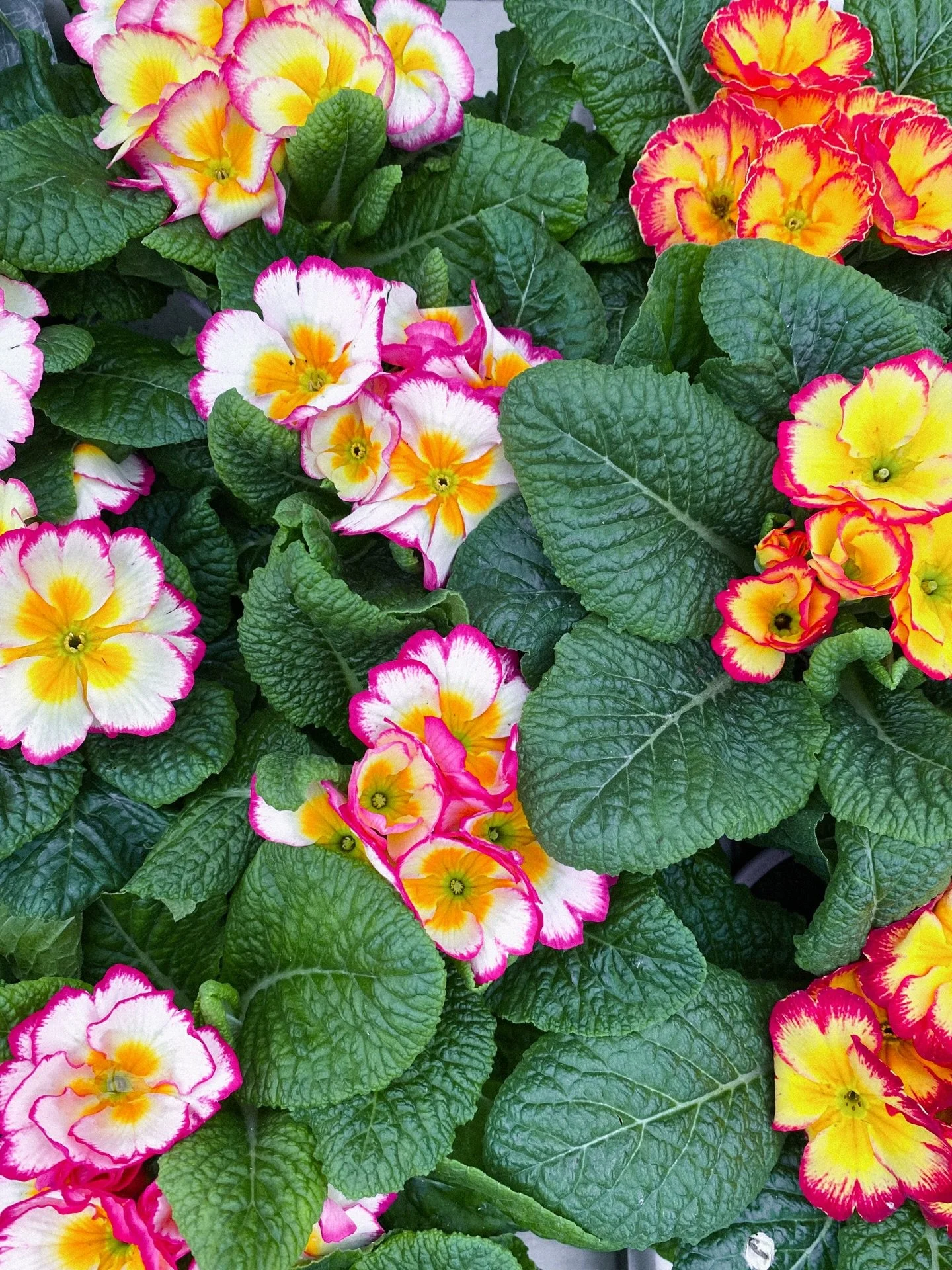the prettiest primroses 🌸 
.
.
.
.
.
.
.
.
.
.
.
.
.
#mytinyatlashello #primrose #gardentherapy #flowerphotos #35mmfilmphoto