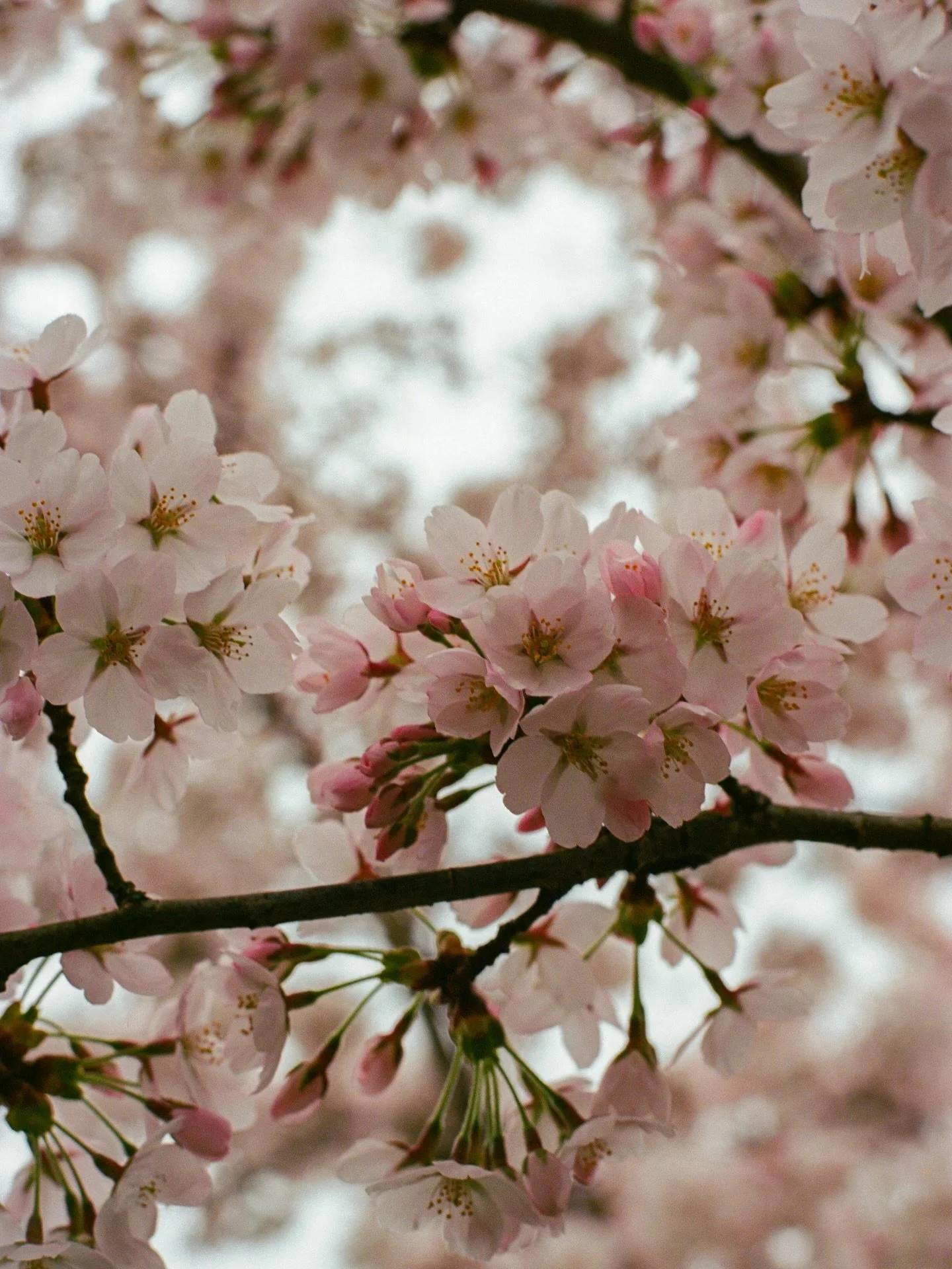 blossom season pending 🌸
.
.
.
.
.
.
.
.
.
.
.
.
.
#cherryblossomseason #botanicalgarden #blossomtree #gardenphotography #kewgardens