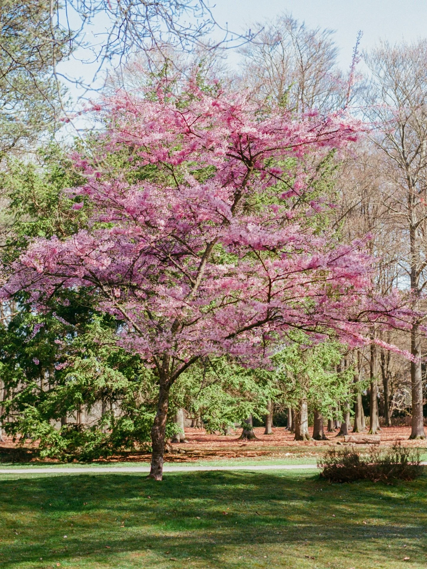 bushy blossom 🌸 
.
.
.
.
.
.
.
.
.
.
.
.
.
#cherryblossomseason #botanicalgarden #blossomtree #gardenphotography #gardentherapy