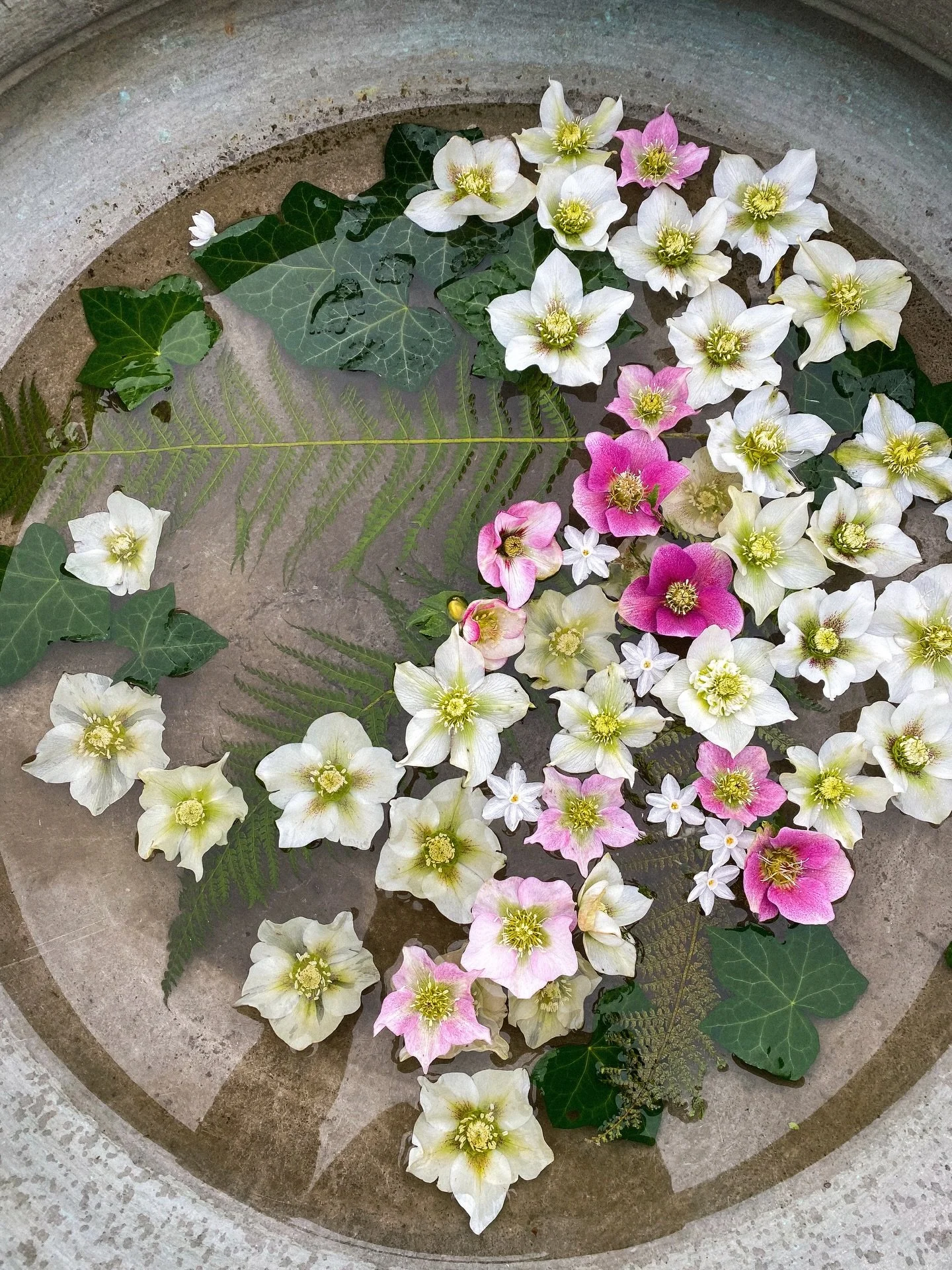 hellebore heaven @petershamnurseries 🌸 
.
.
.
.
.
.
.
.
.
.
.
.
.
#mytinyatlashello #hellebore #gardentherapy #flowerphotos #35mmfilmphoto